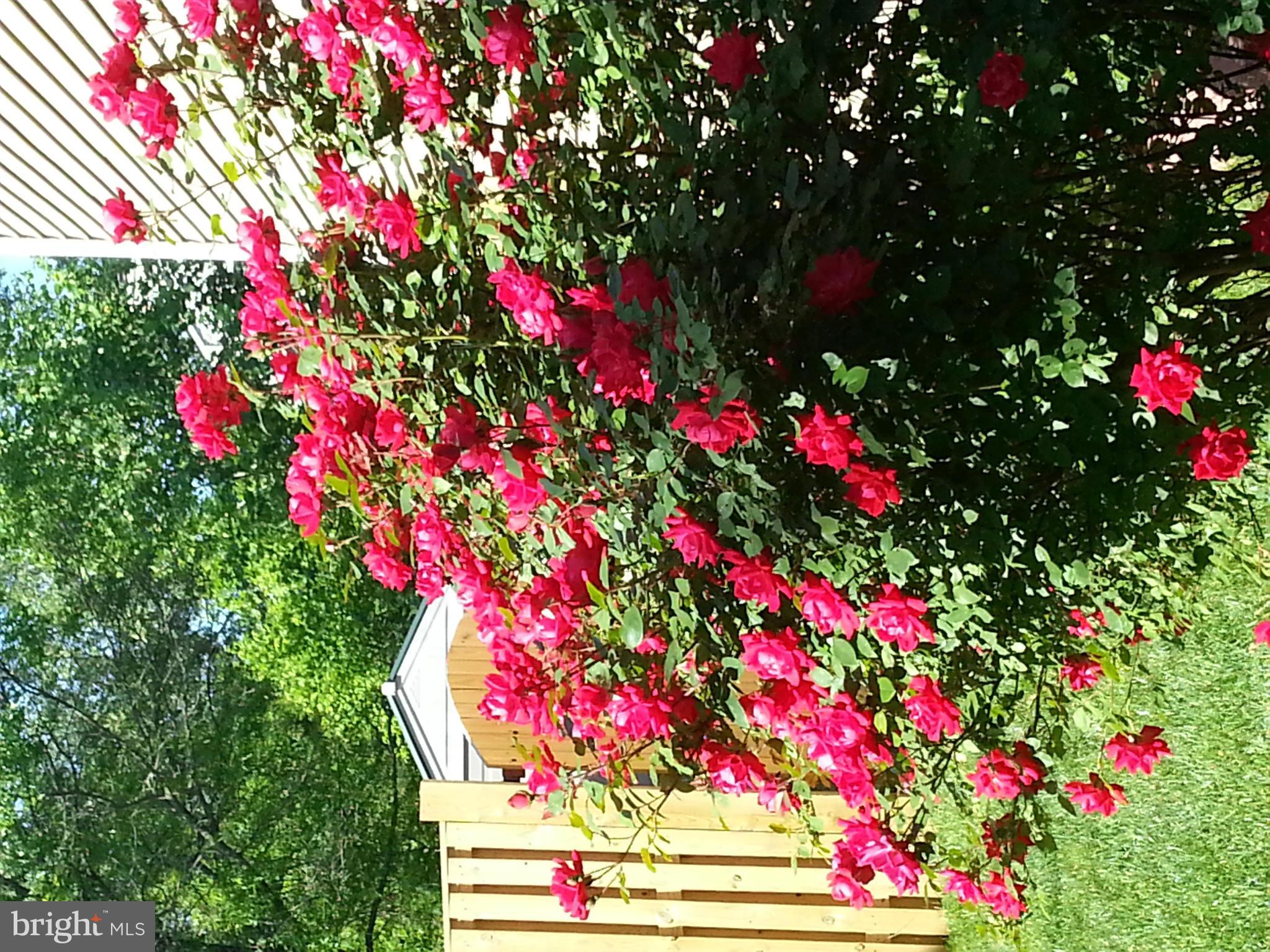 LITTLE ROCKY RUN - Residential Lease