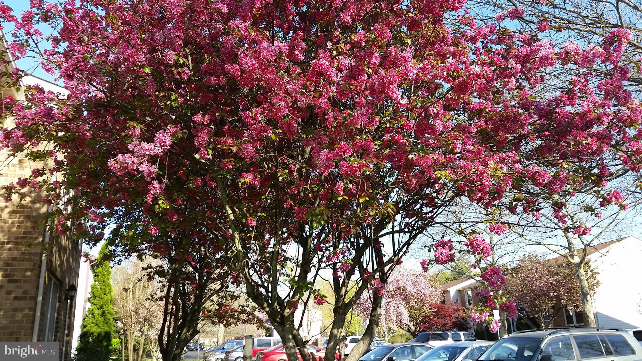 LITTLE ROCKY RUN - Residential Lease