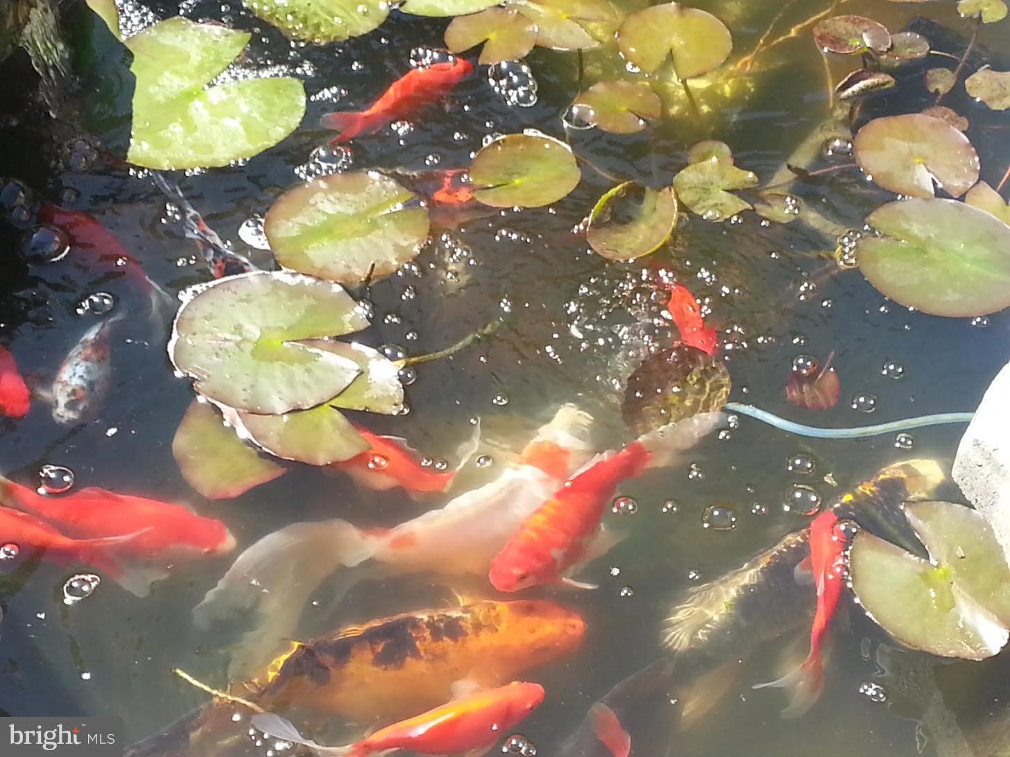 LITTLE ROCKY RUN - Residential Lease