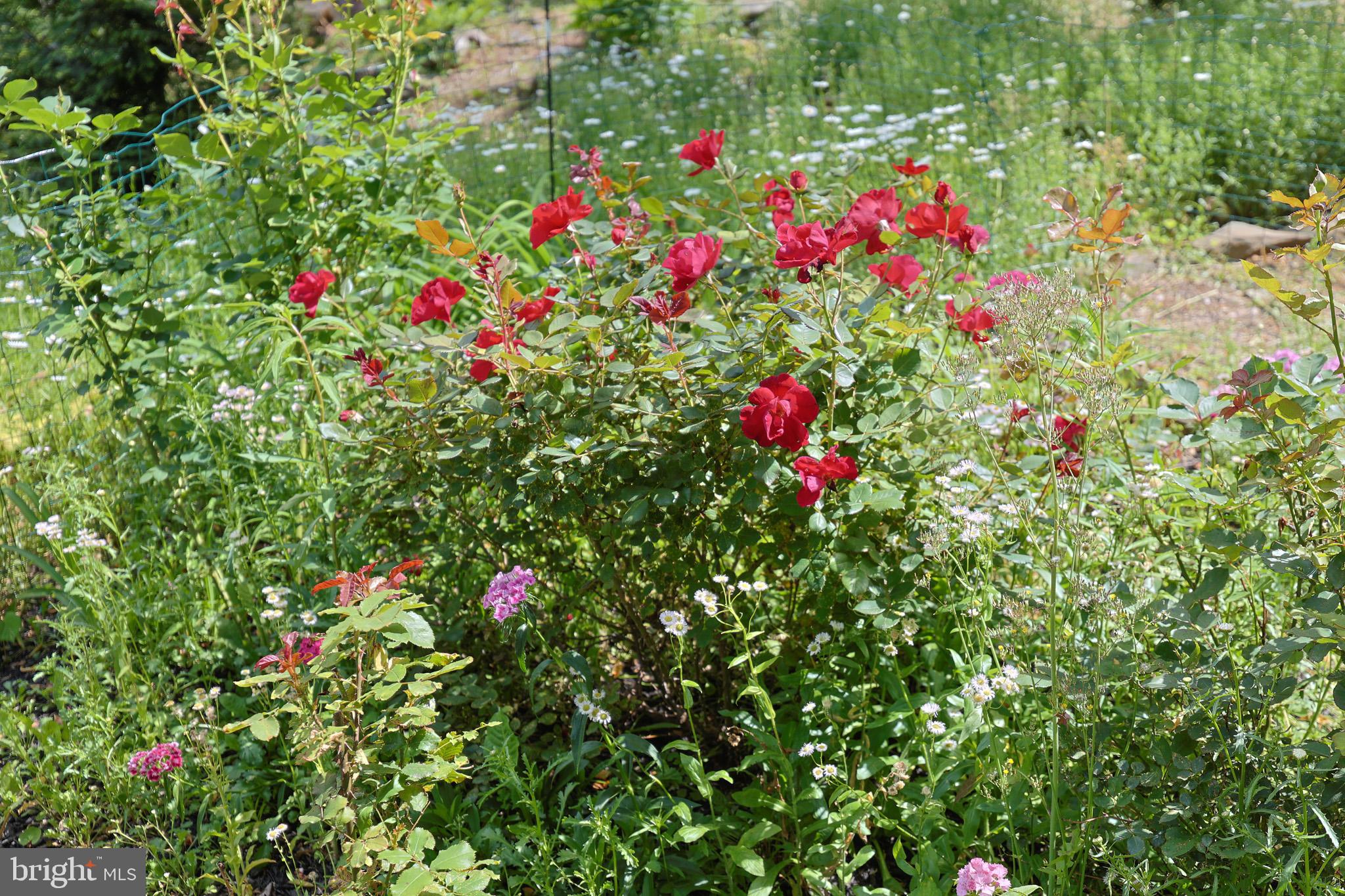 LAKE FRONT ROYAL - Residential