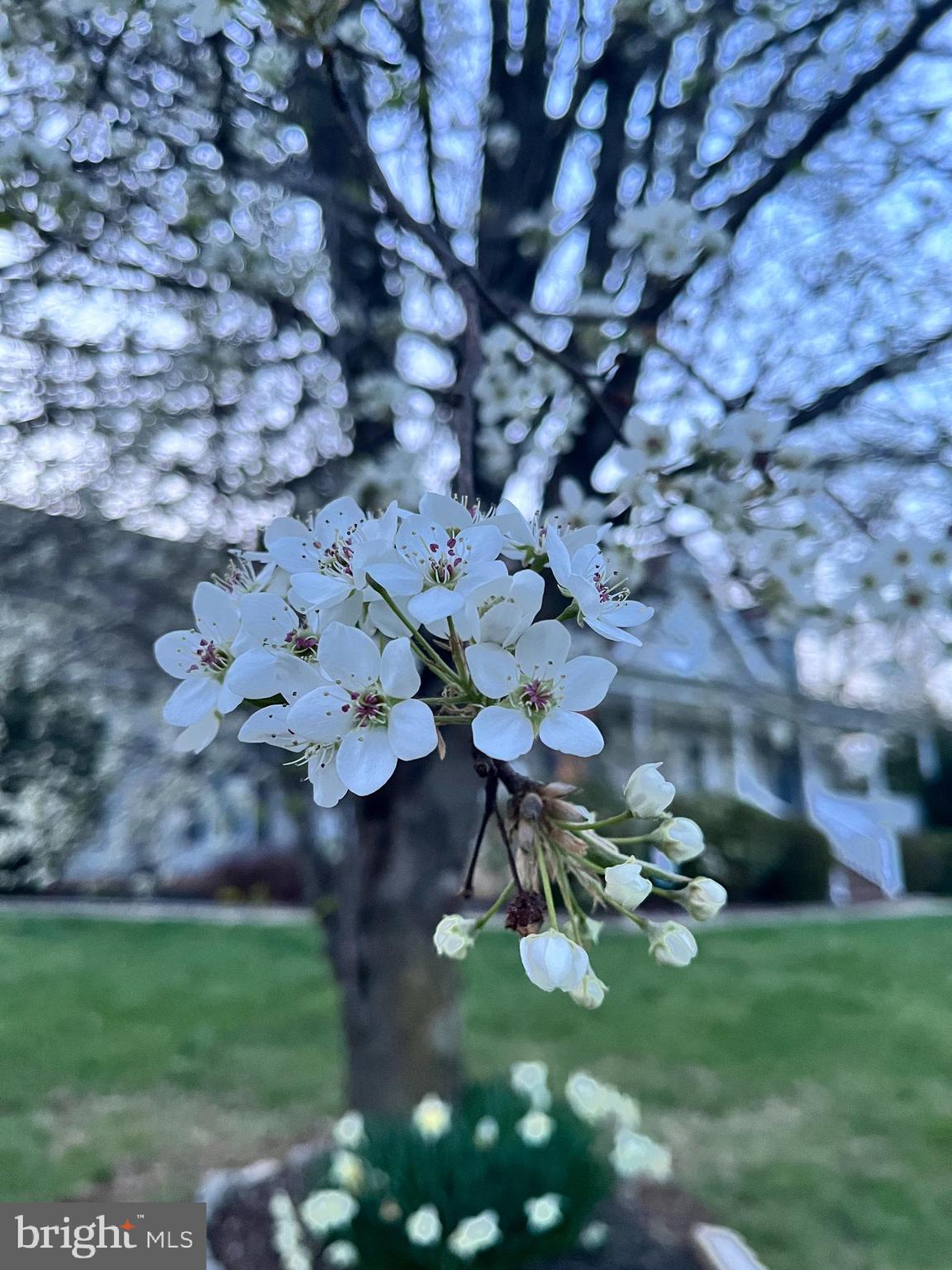 NORWOOD NORTH - Residential