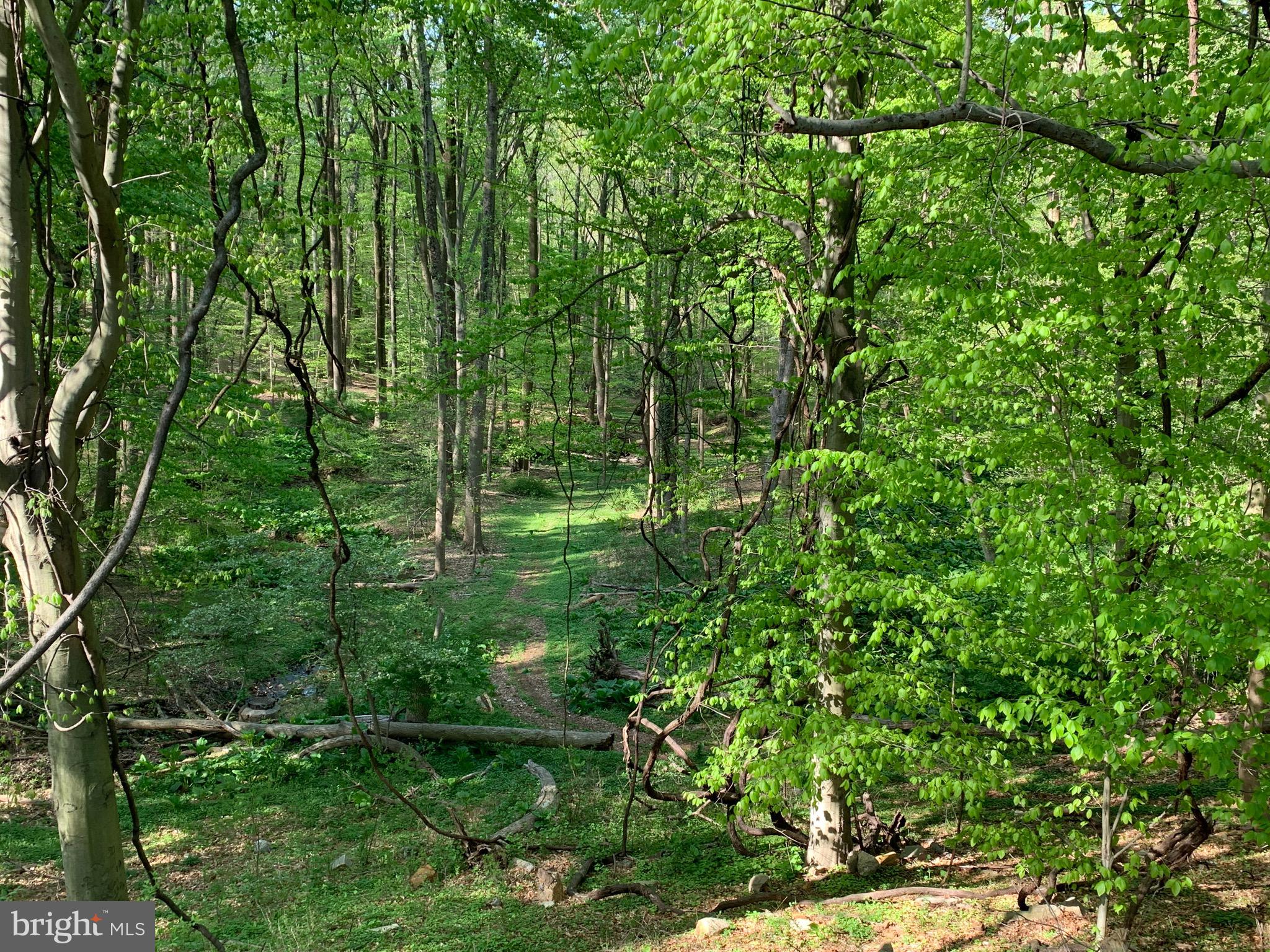 ROSE TREE WOODS - Land