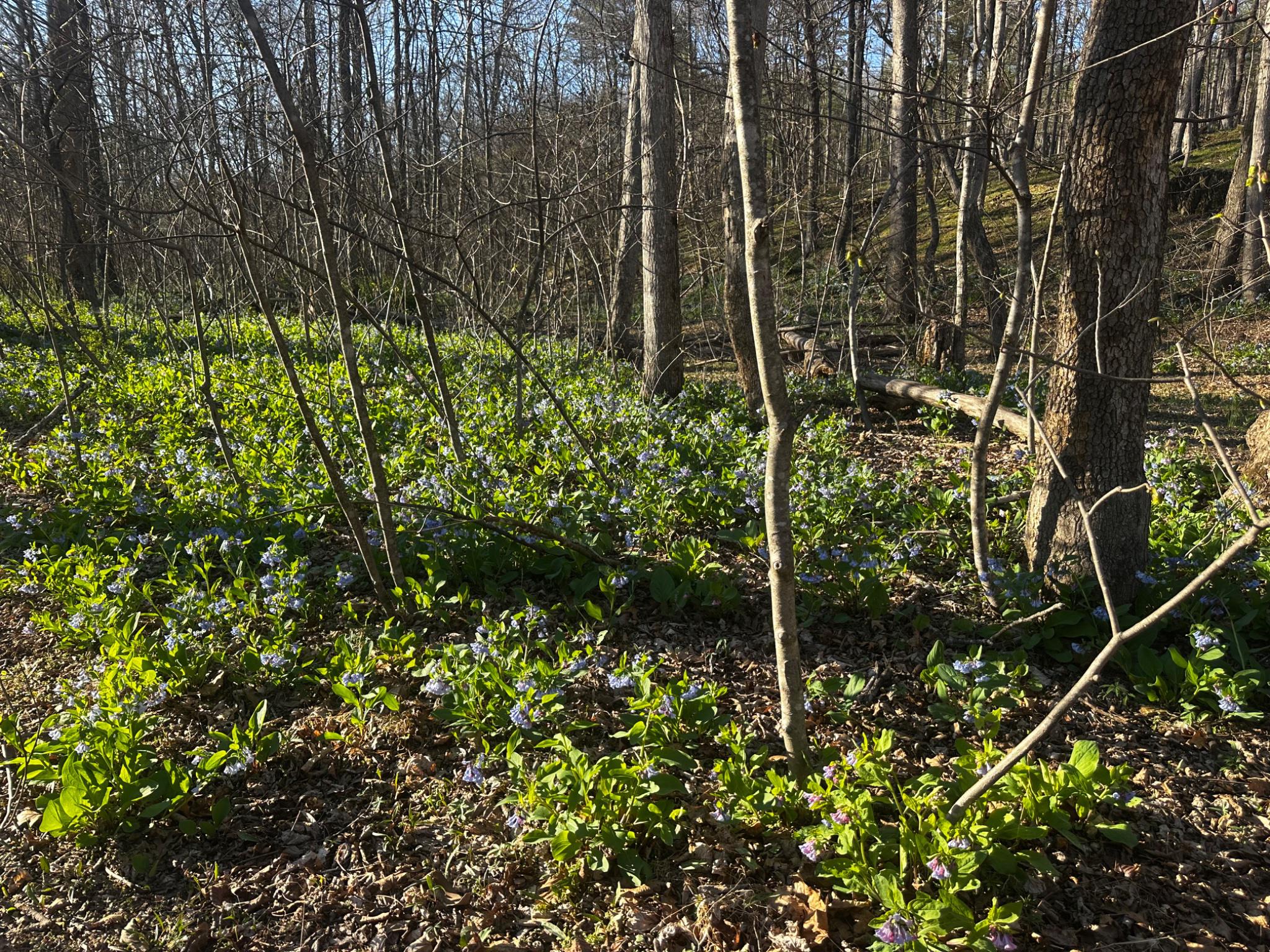 THE CROSSING AT GREAT CACAPON - Land