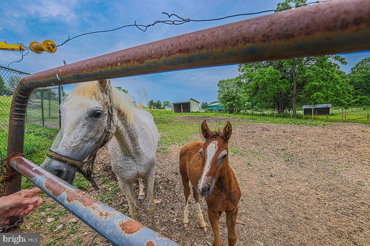 NONE AVAILABLE - Farm