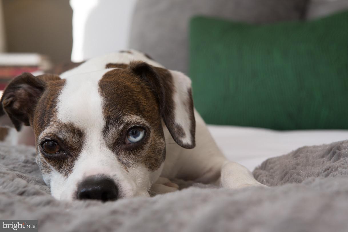 OLD CITY - Residential Lease