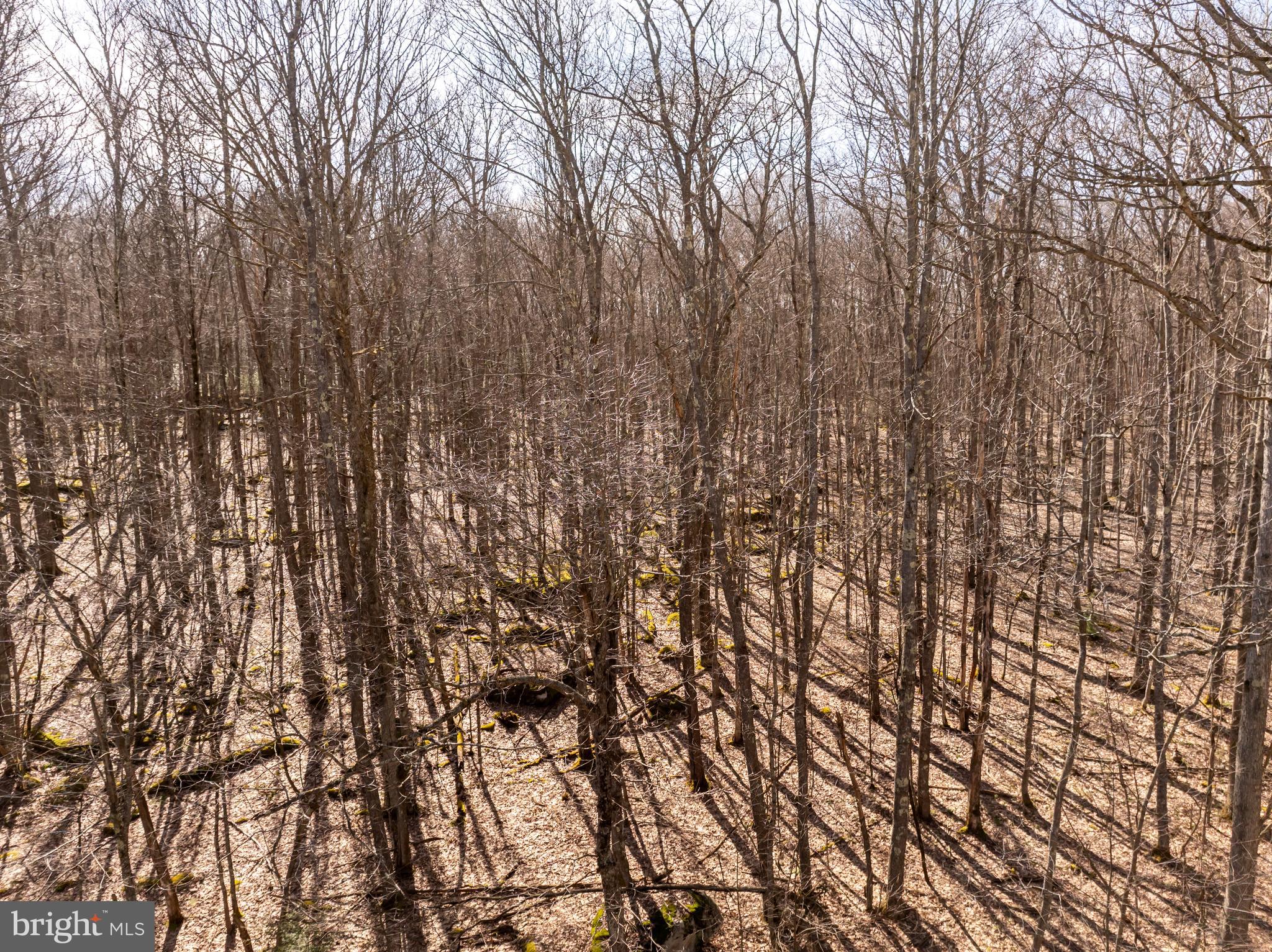 YOUGHIOUGHENY MOUNTAIN - Land