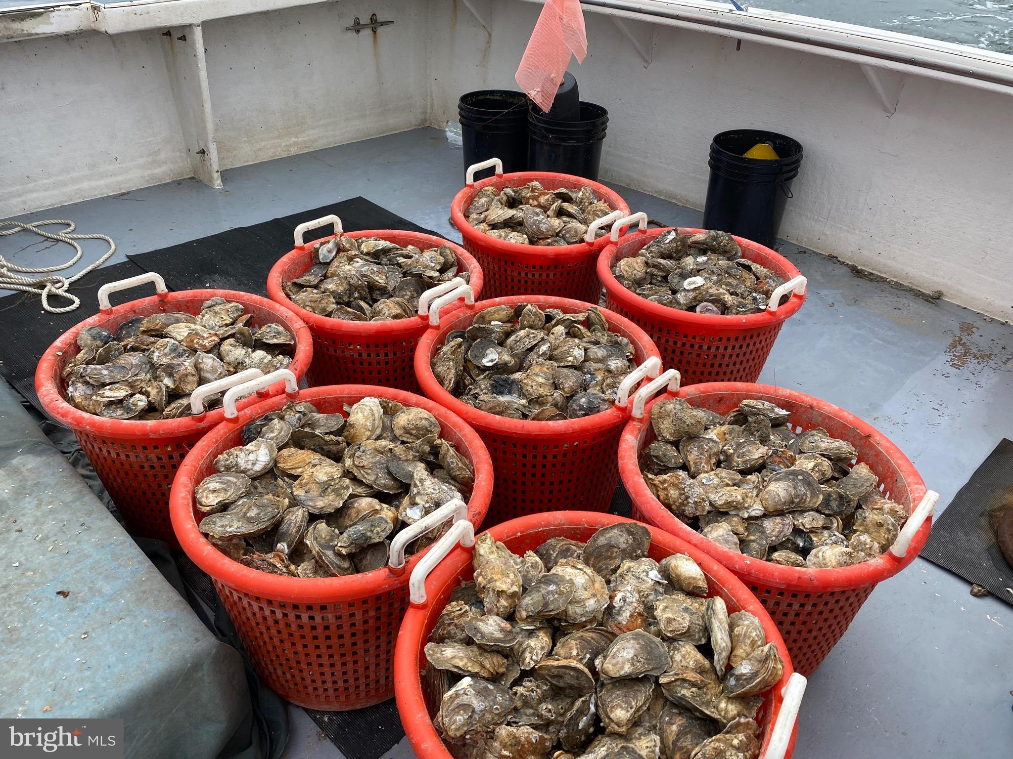 SMITH ISLAND - Residential