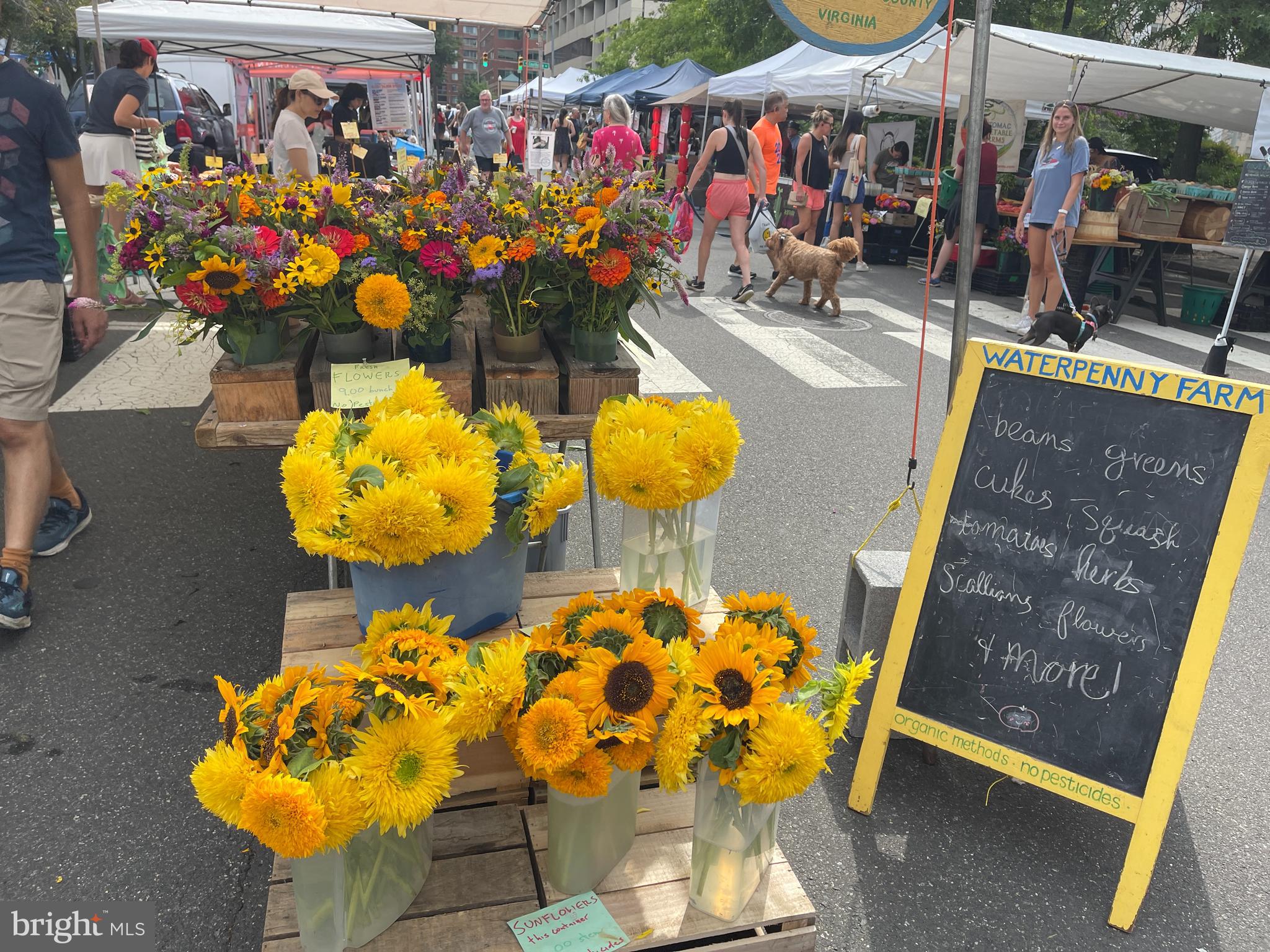 LYON VILLAGE - Residential