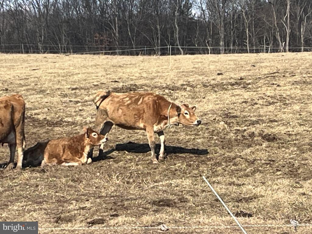 NONE AVAILABLE - Farm