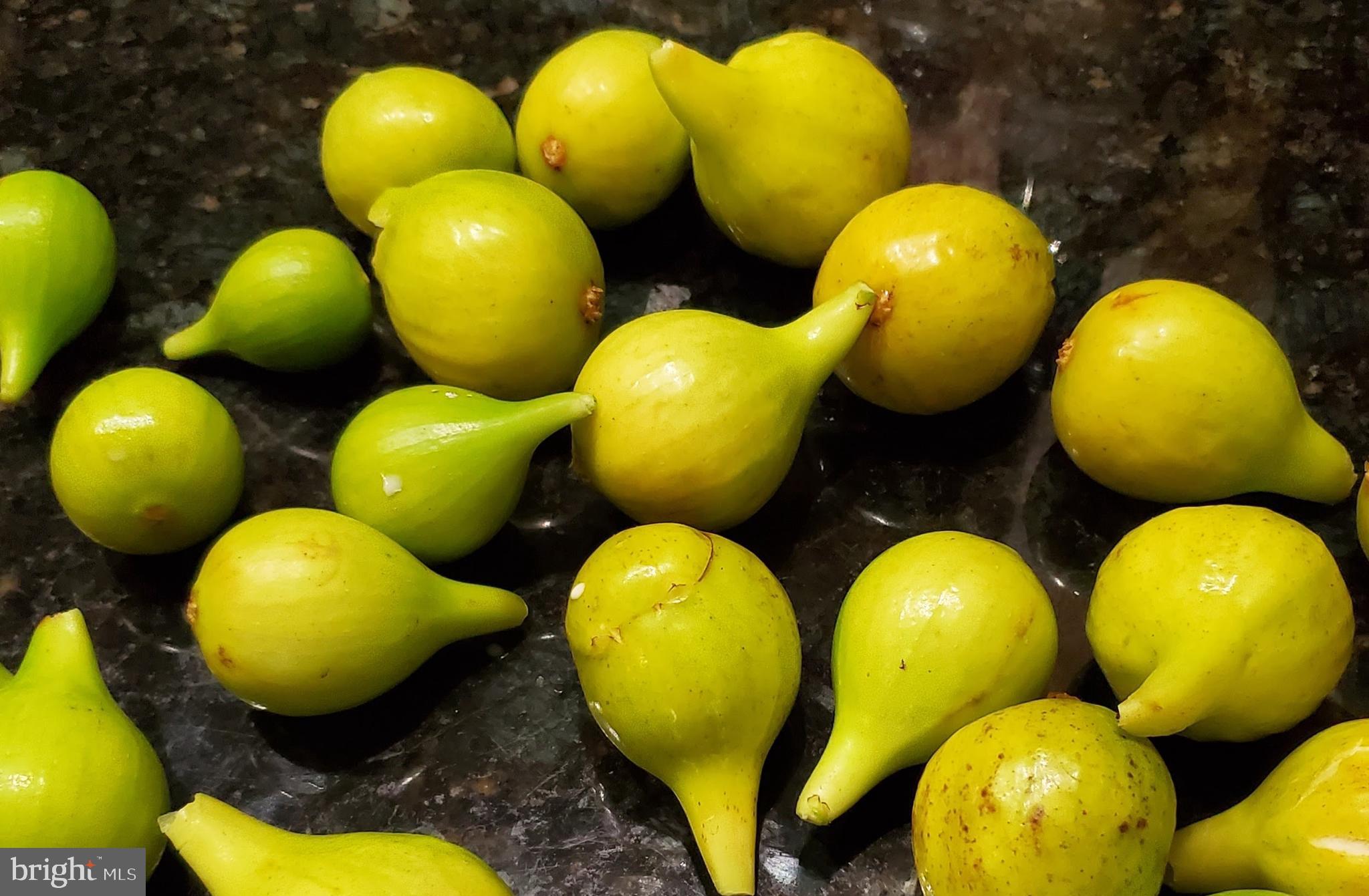 GARDENVILLE - Residential Income