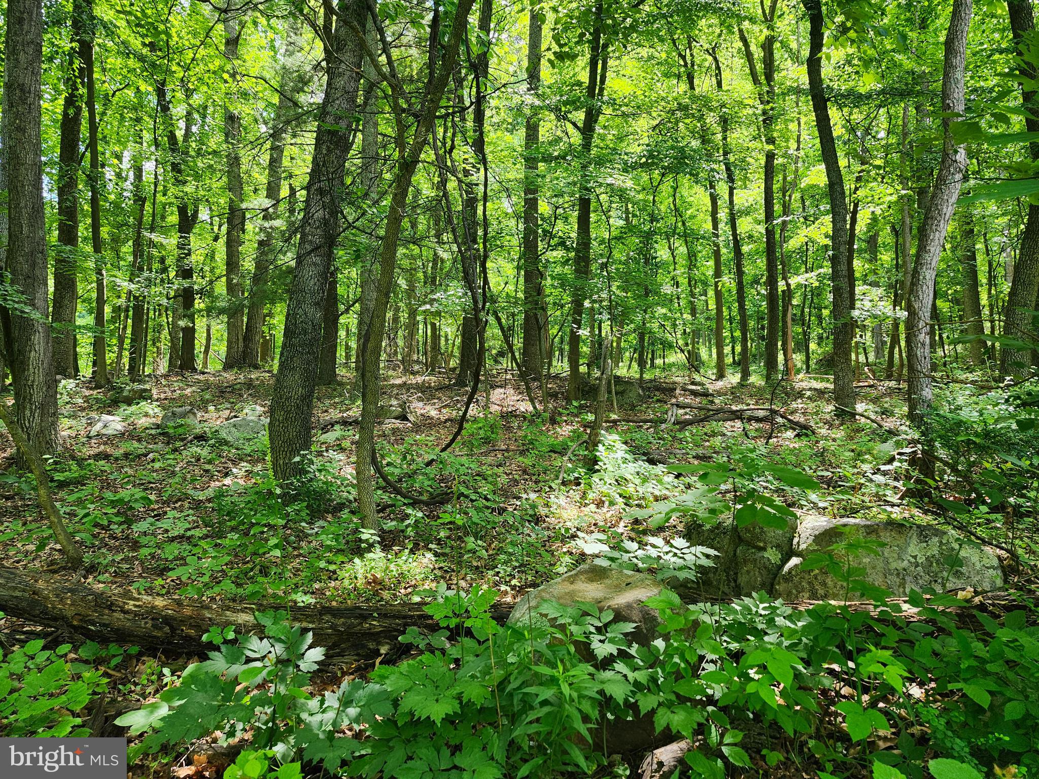 BUFFALO RIDGE RANCHETTES - Land