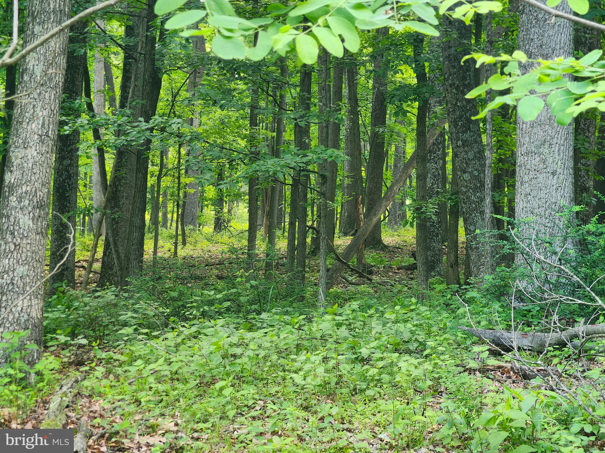 BUFFALO RIDGE RANCHETTES - Land