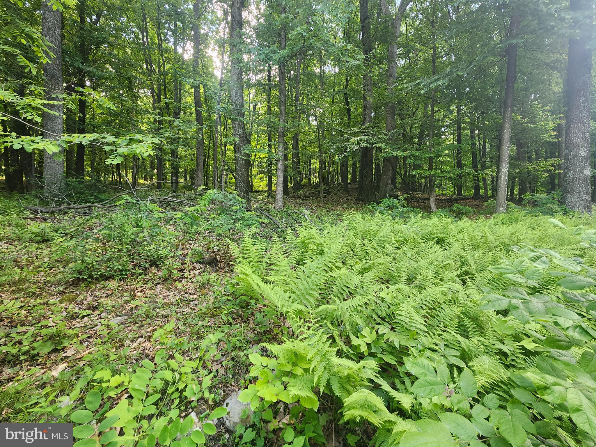 BUFFALO RIDGE RANCHETTES - Land