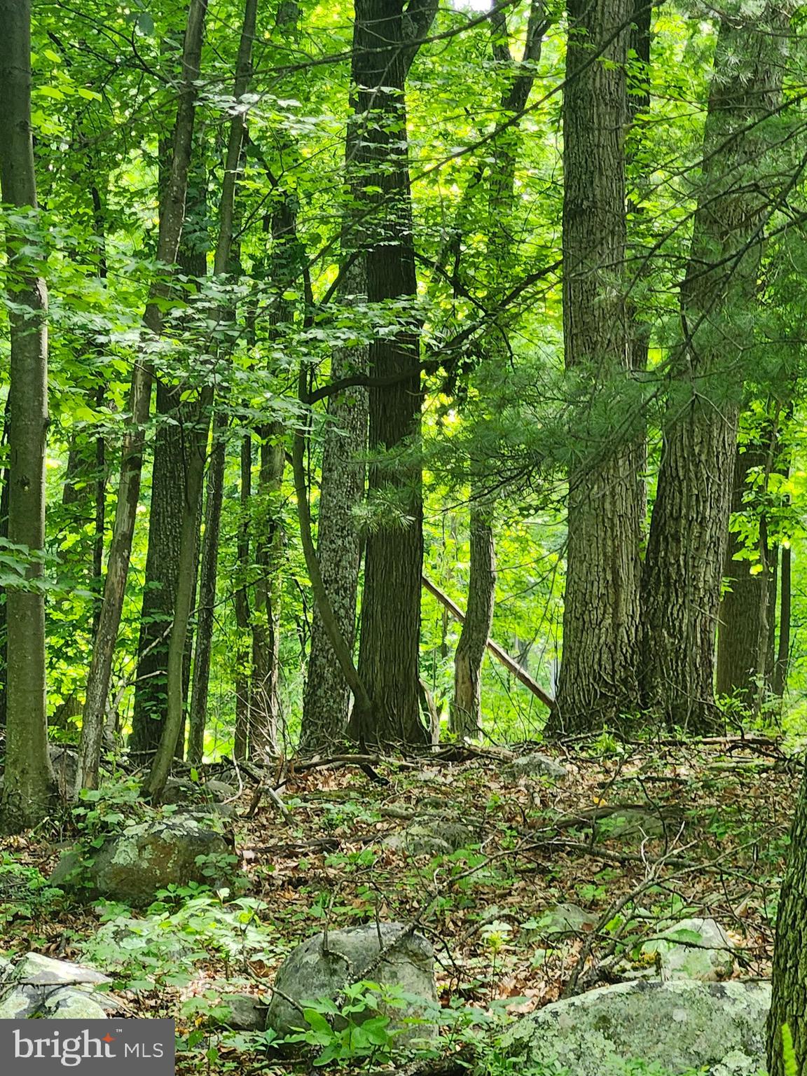 BUFFALO RIDGE RANCHETTES - Land