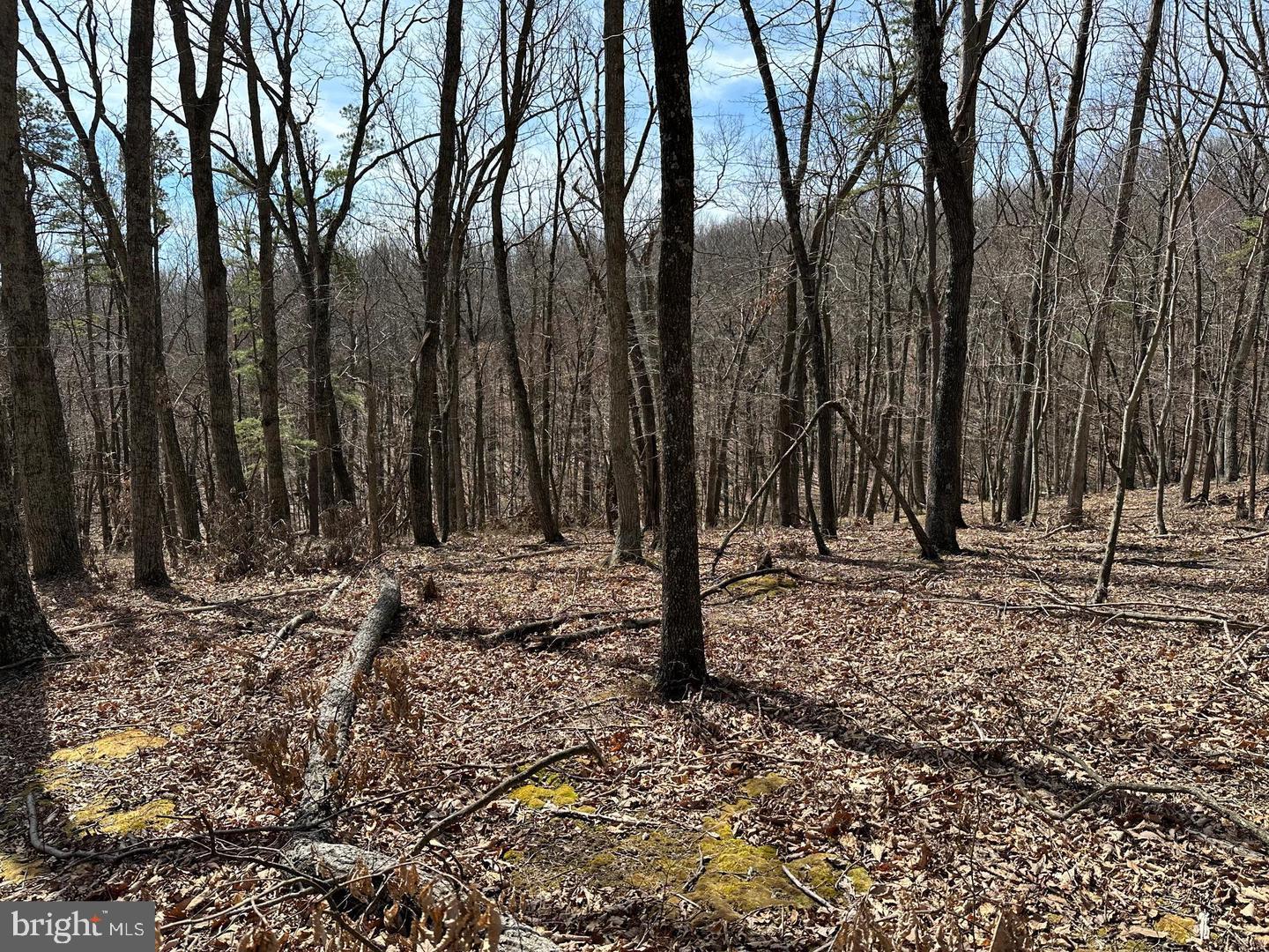 CABIN IN THE FOREST - Land