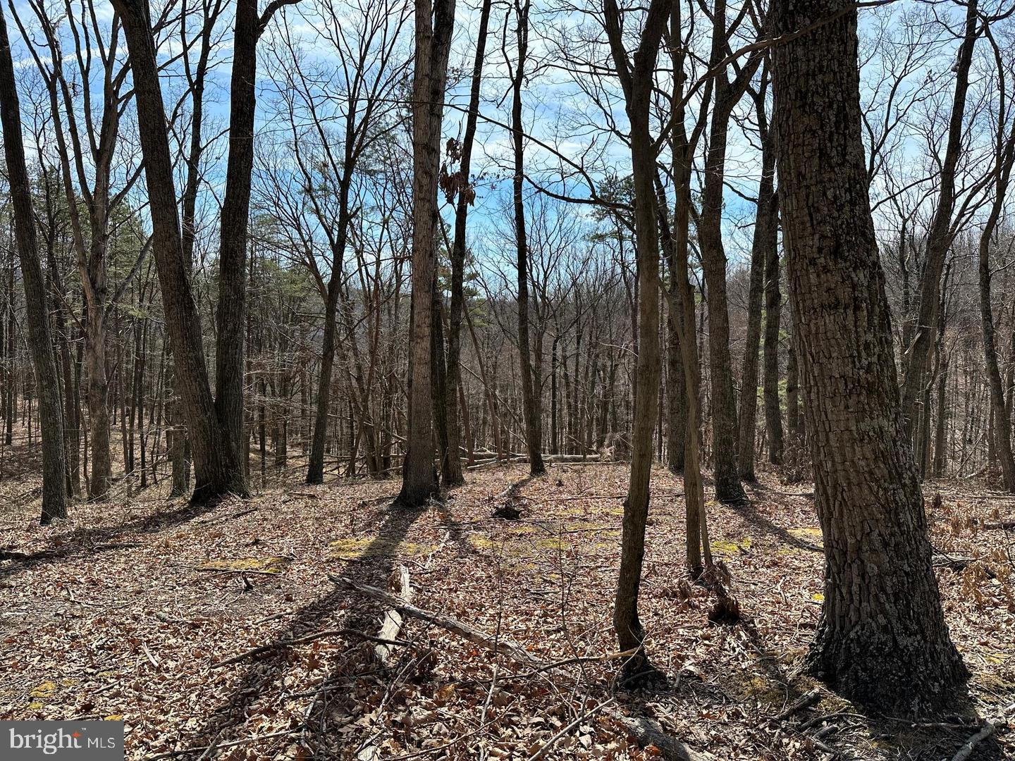 CABIN IN THE FOREST - Land