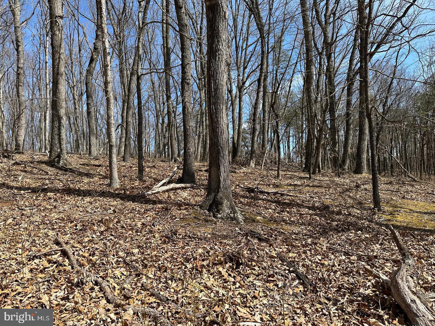 CABIN IN THE FOREST - Land