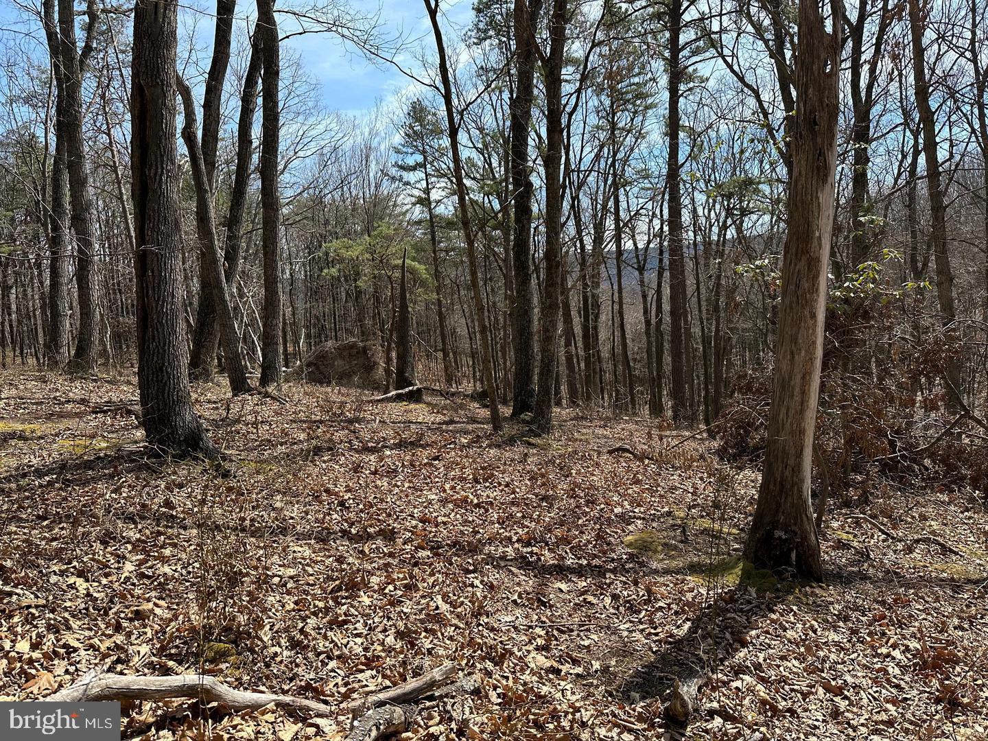 CABIN IN THE FOREST - Land