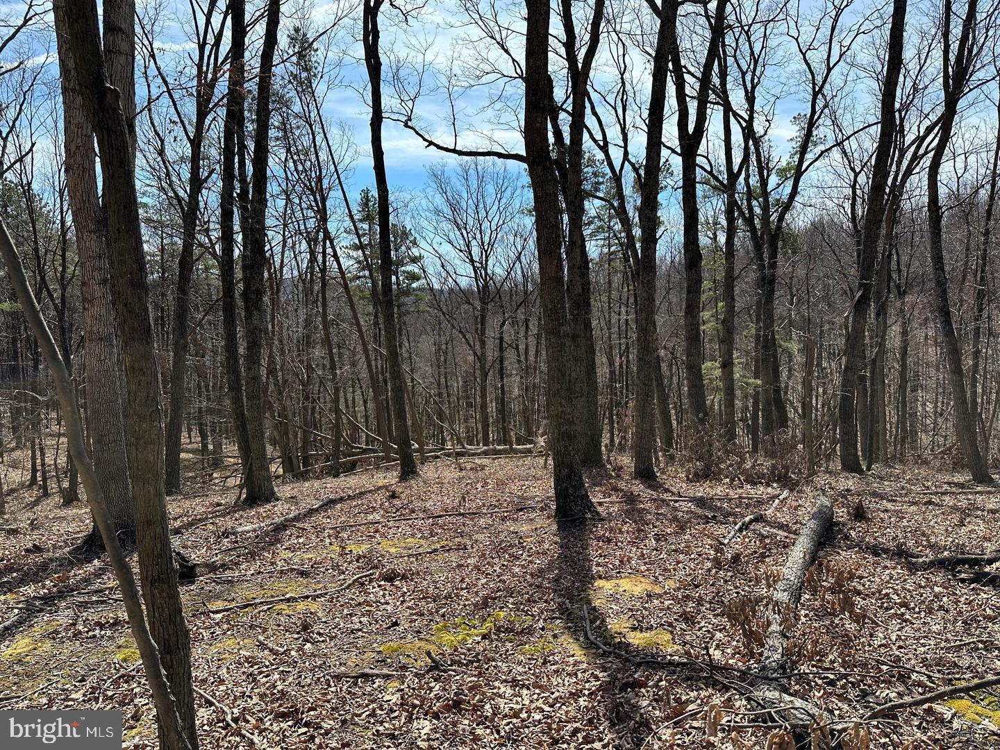 CABIN IN THE FOREST - Land