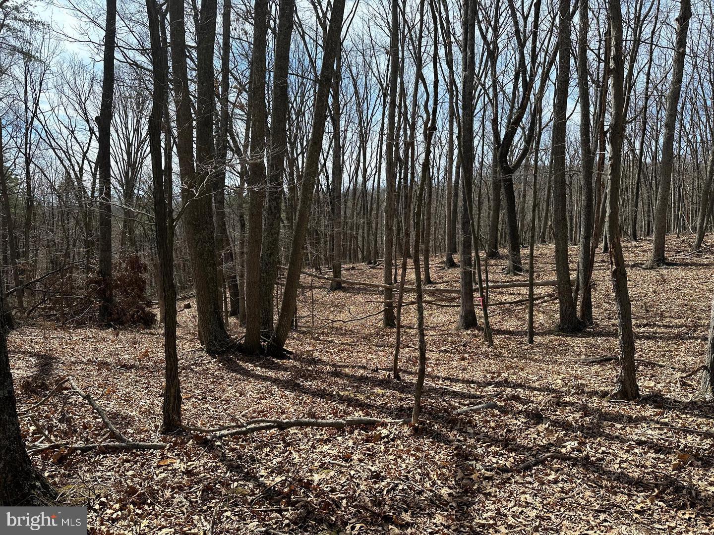 CABIN IN THE FOREST - Land