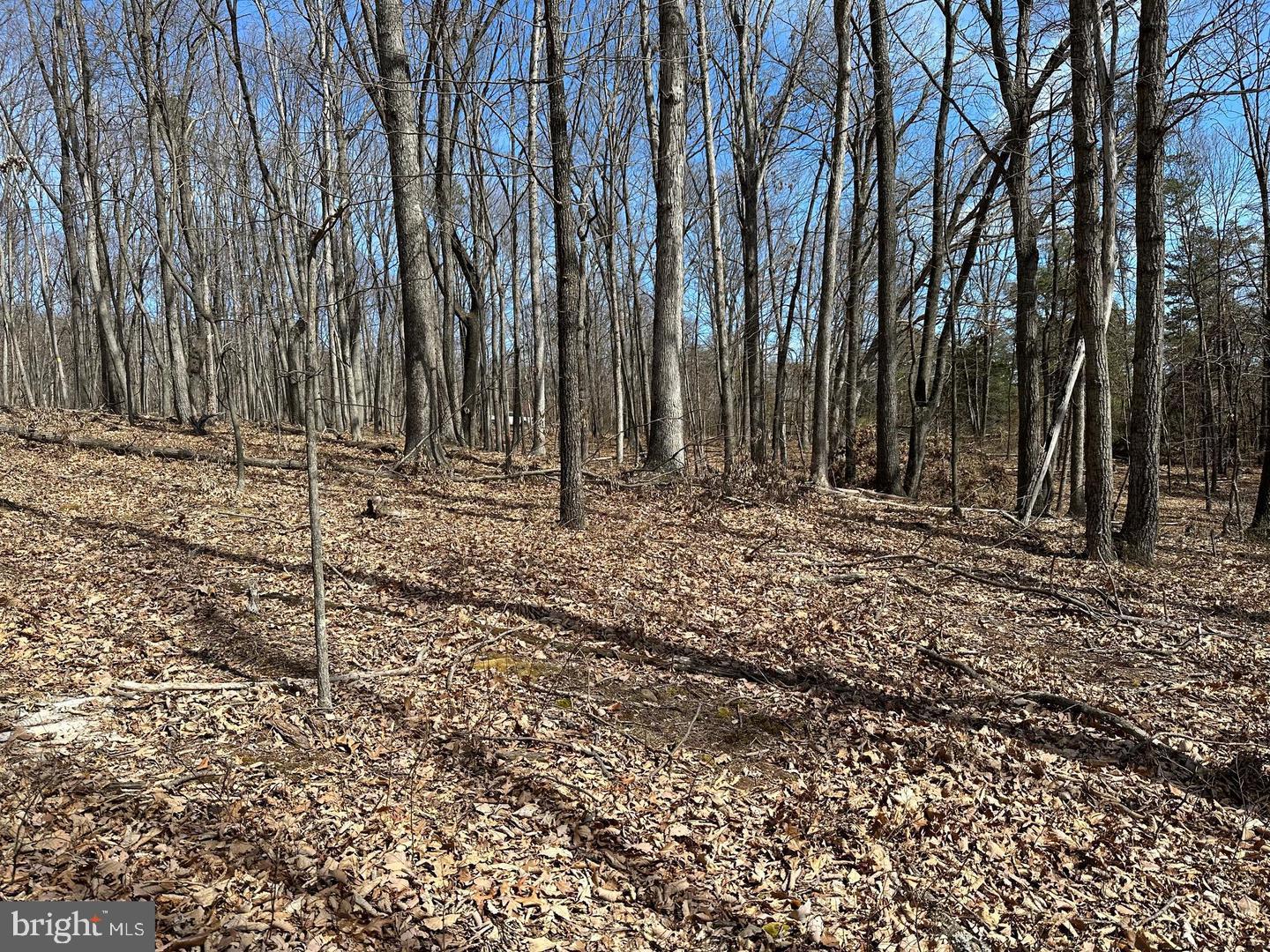 CABIN IN THE FOREST - Land