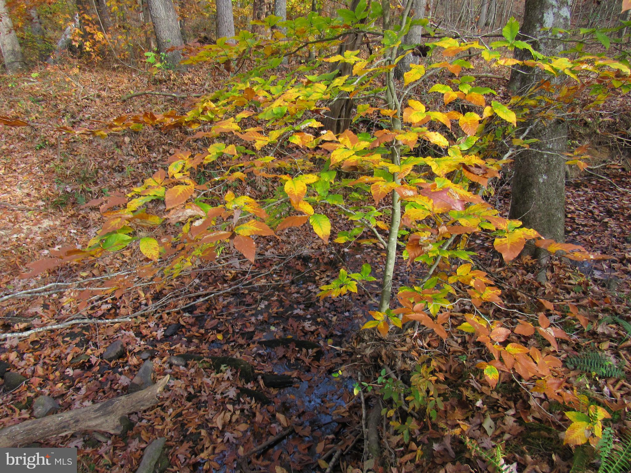 SUMERDUCK FOREST - Residential