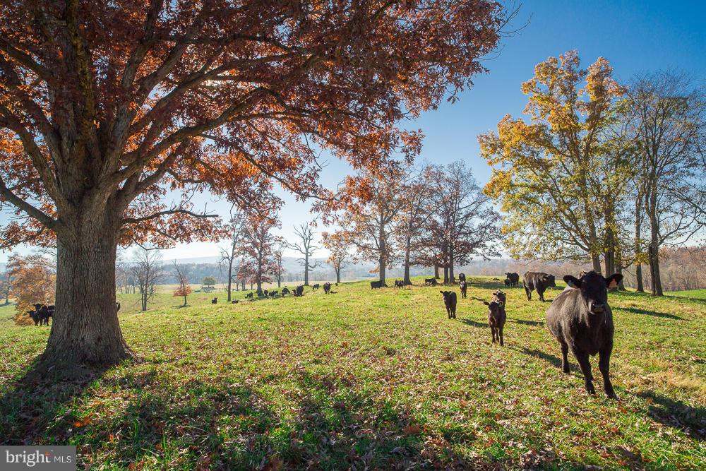 NONE AVAILABLE - Land