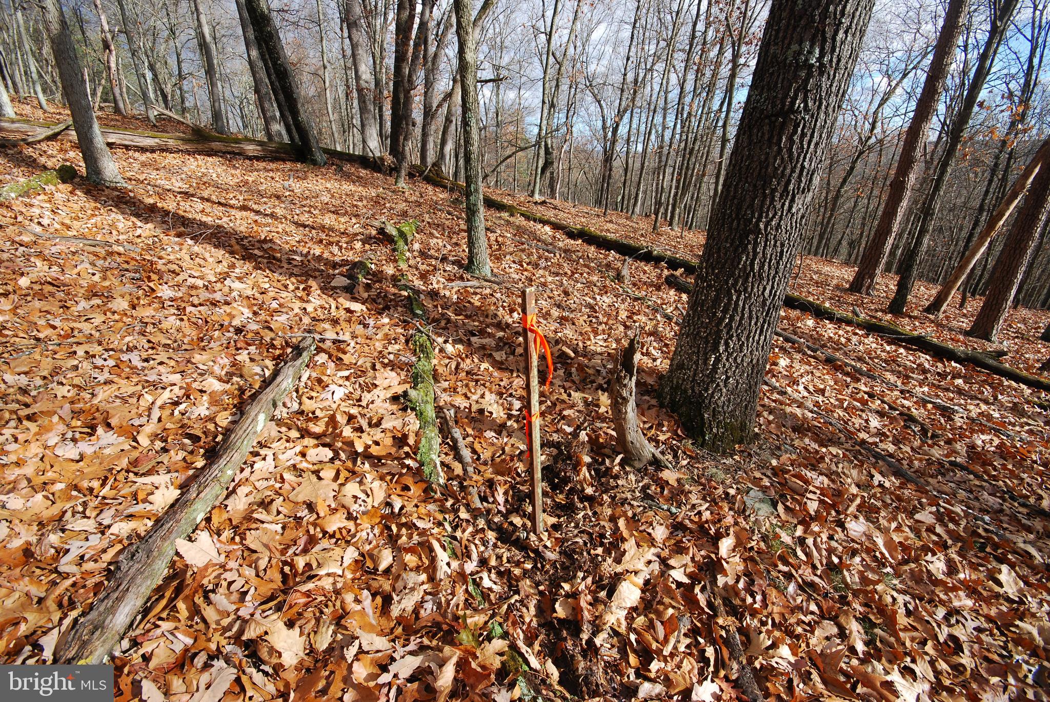 MILL MOUNTAIN ORCHARD - Land