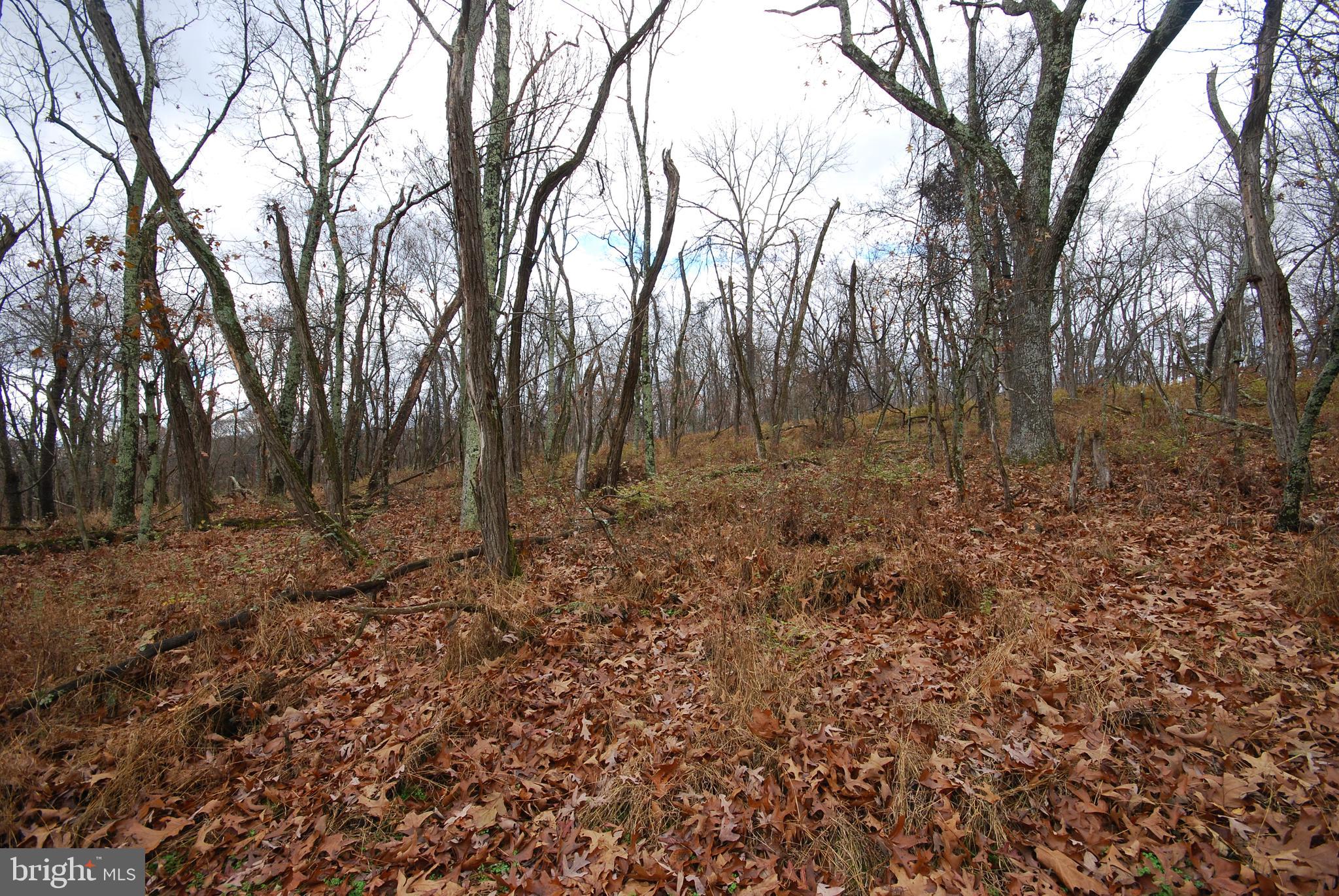 MILL MOUNTAIN ORCHARD - Land