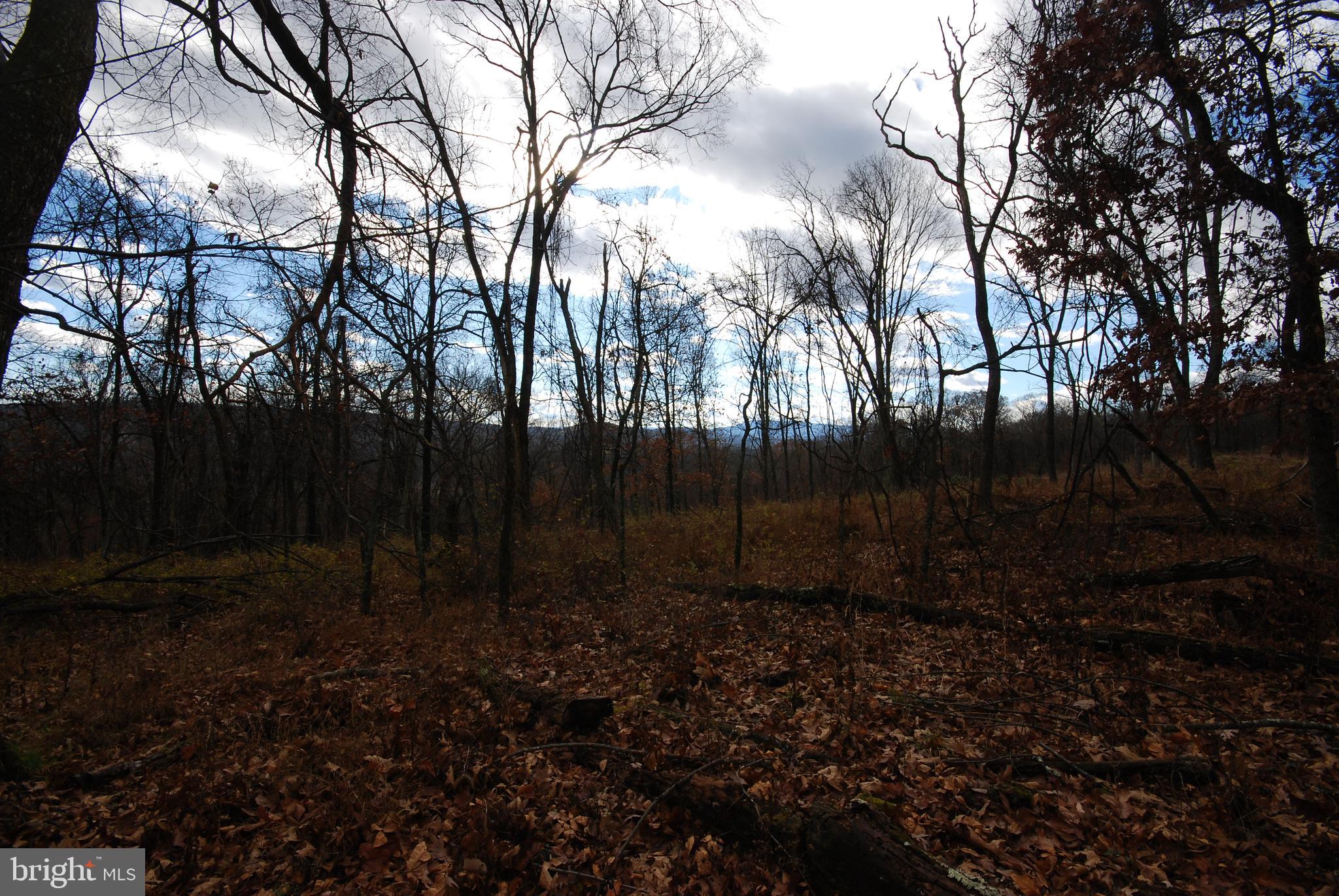 MILL MOUNTAIN ORCHARD - Land