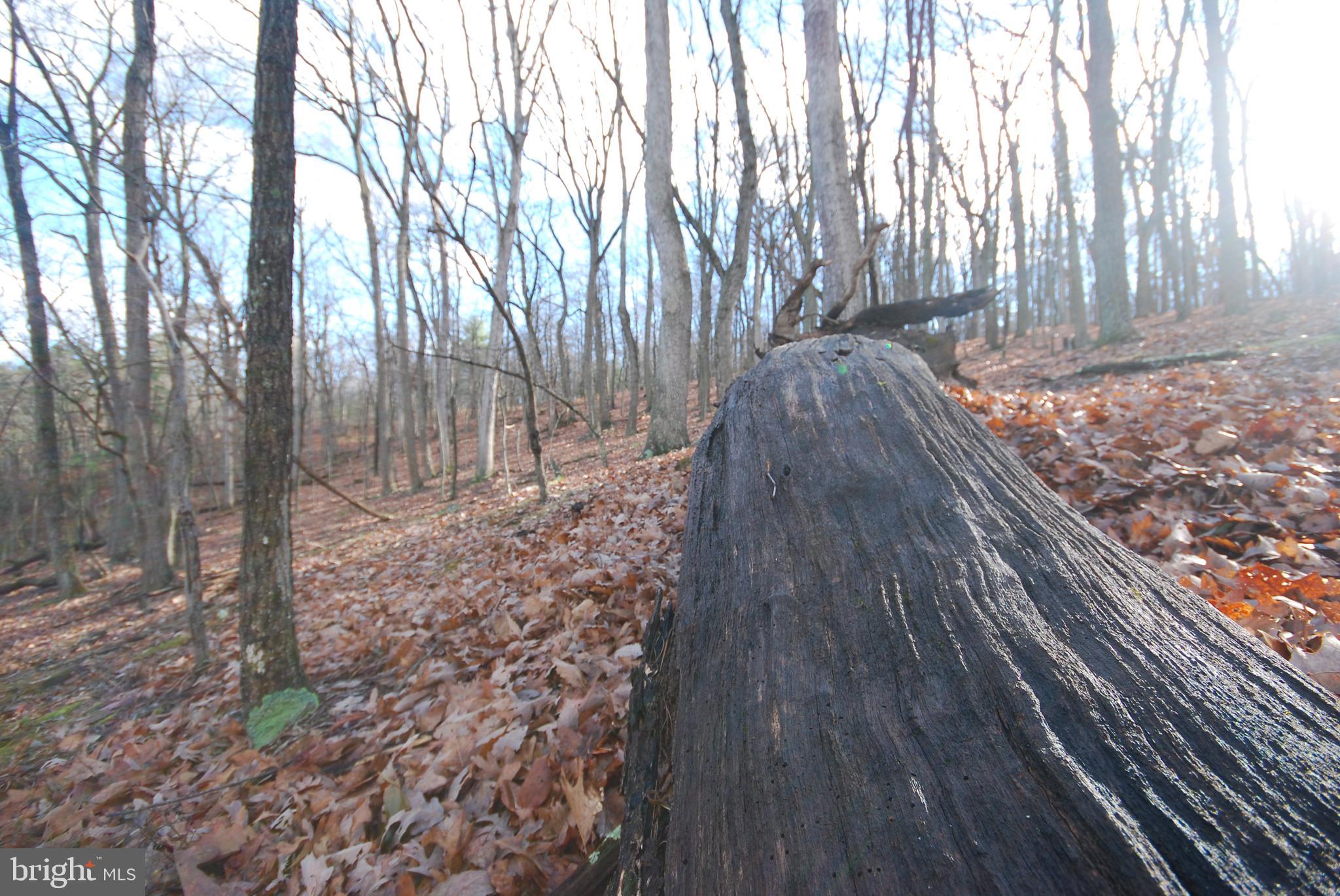 MILL MOUNTAIN ORCHARD - Land
