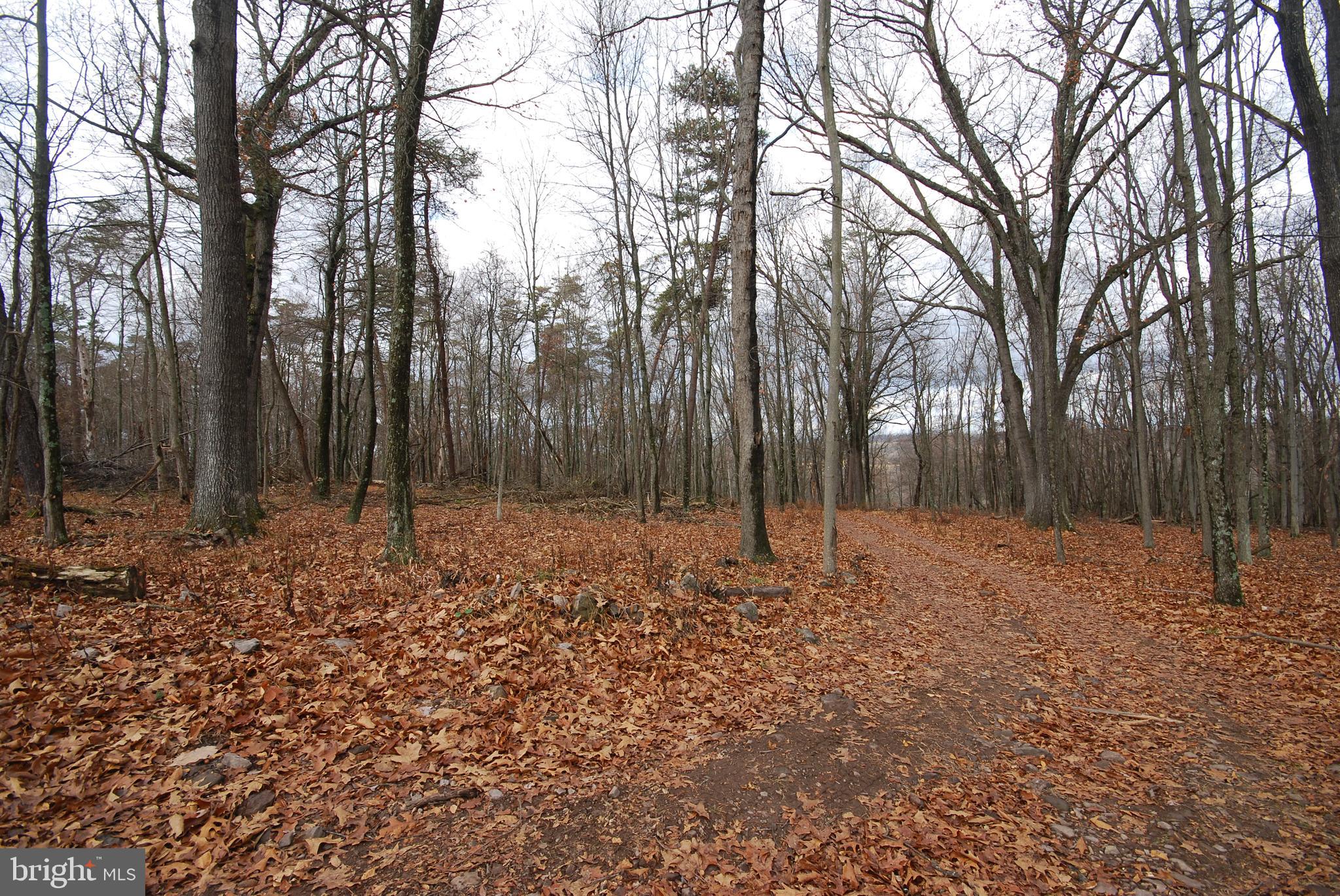 MILL MOUNTAIN ORCHARD - Land