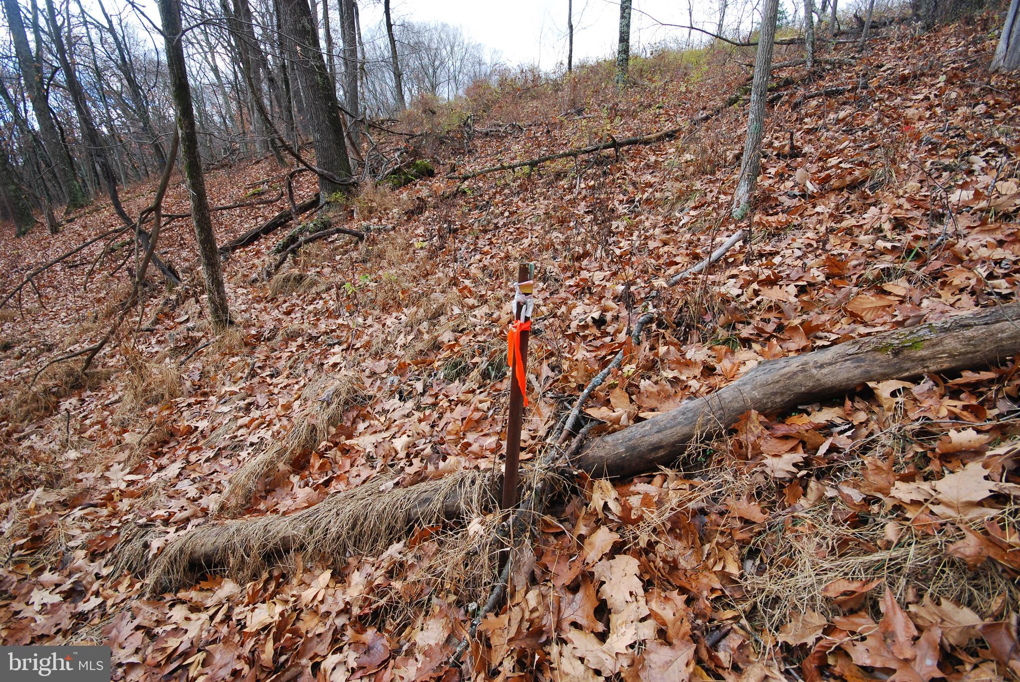 MILL MOUNTAIN ORCHARD - Land