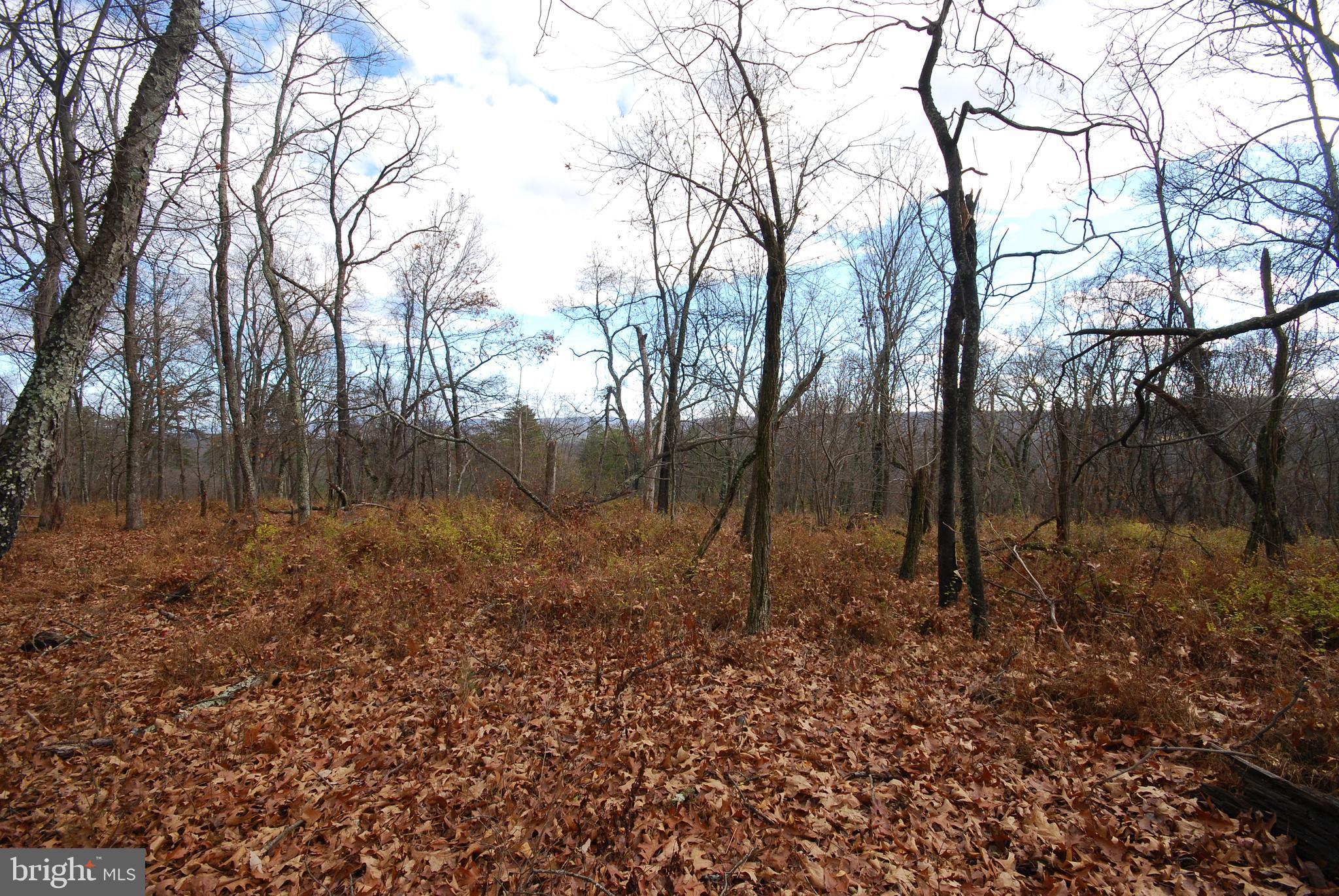 MILL MOUNTAIN ORCHARD - Land