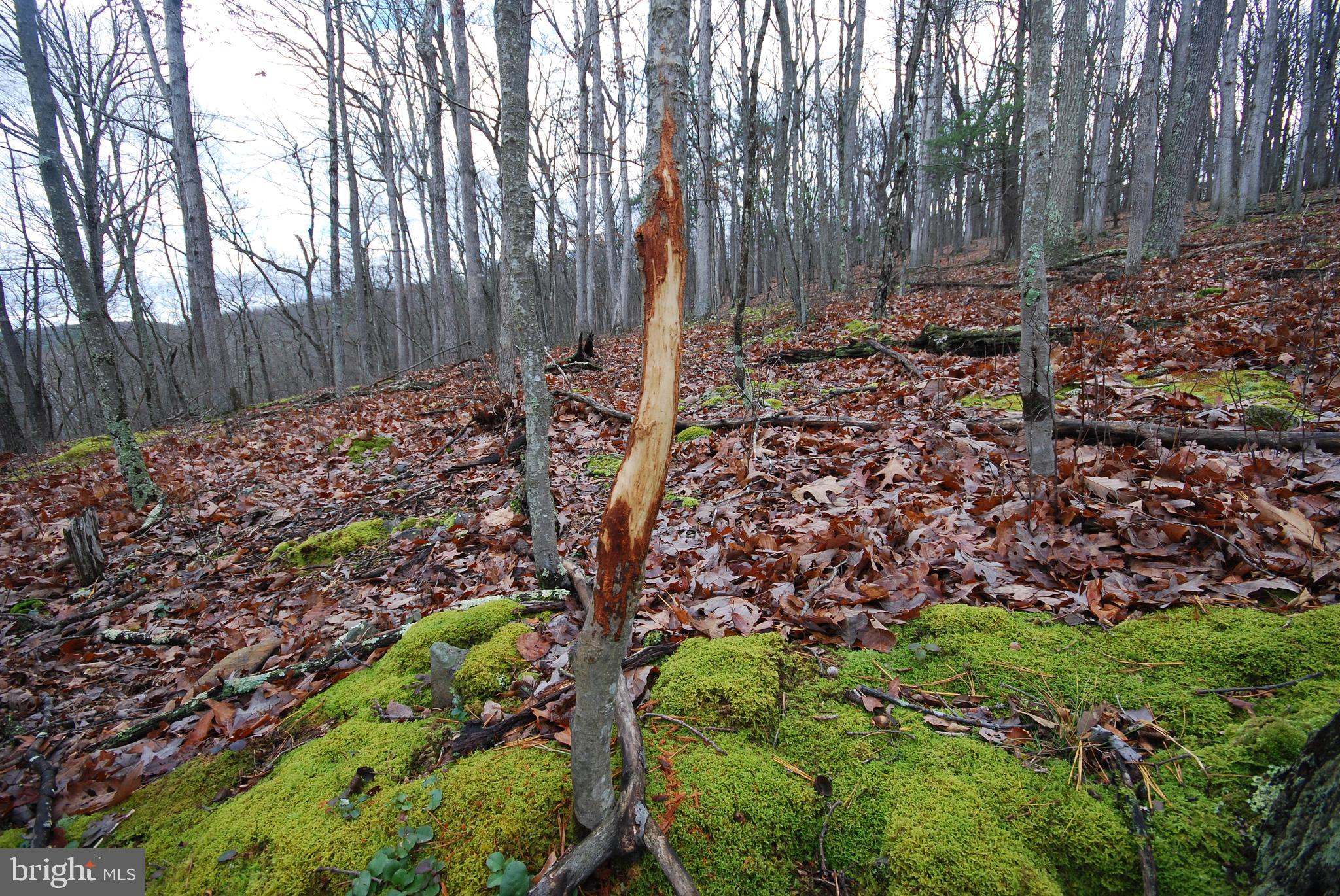 MILL MOUNTAIN ORCHARD - Land