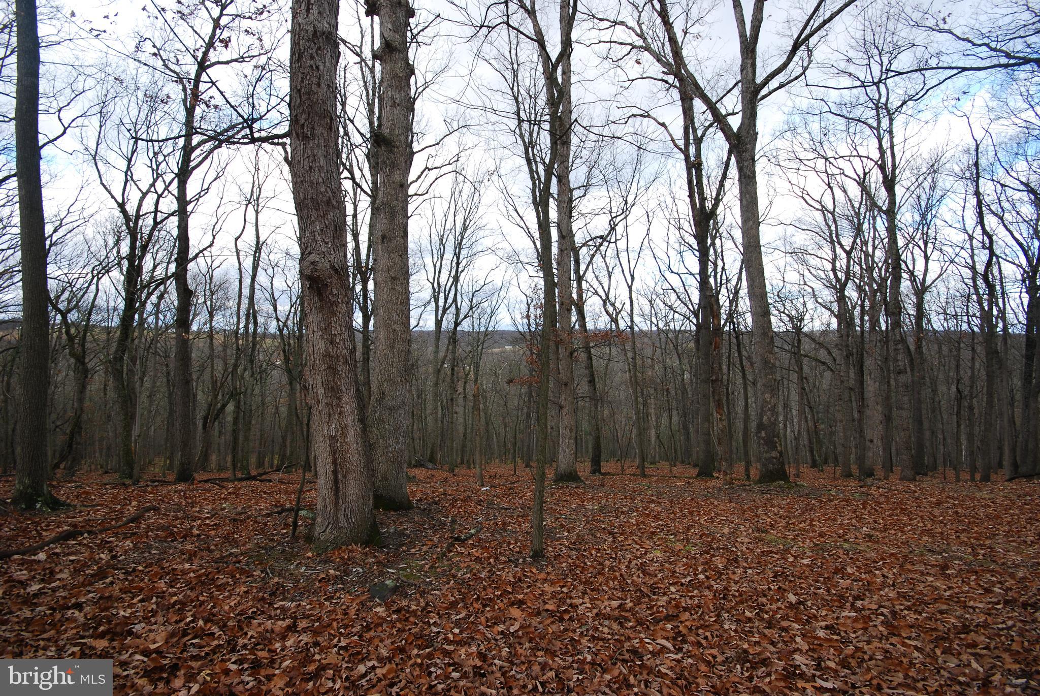 MILL MOUNTAIN ORCHARD - Land