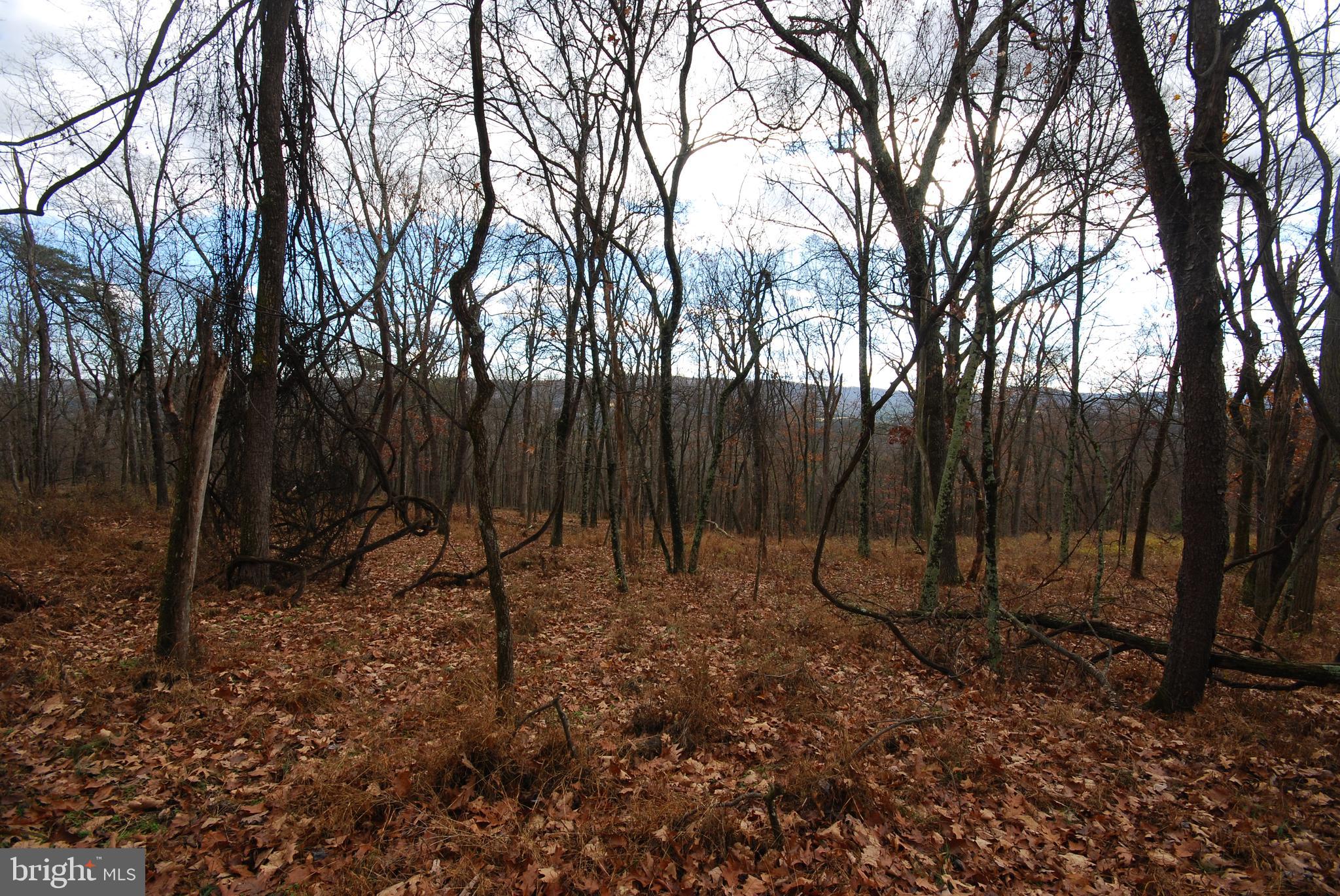 MILL MOUNTAIN ORCHARD - Land