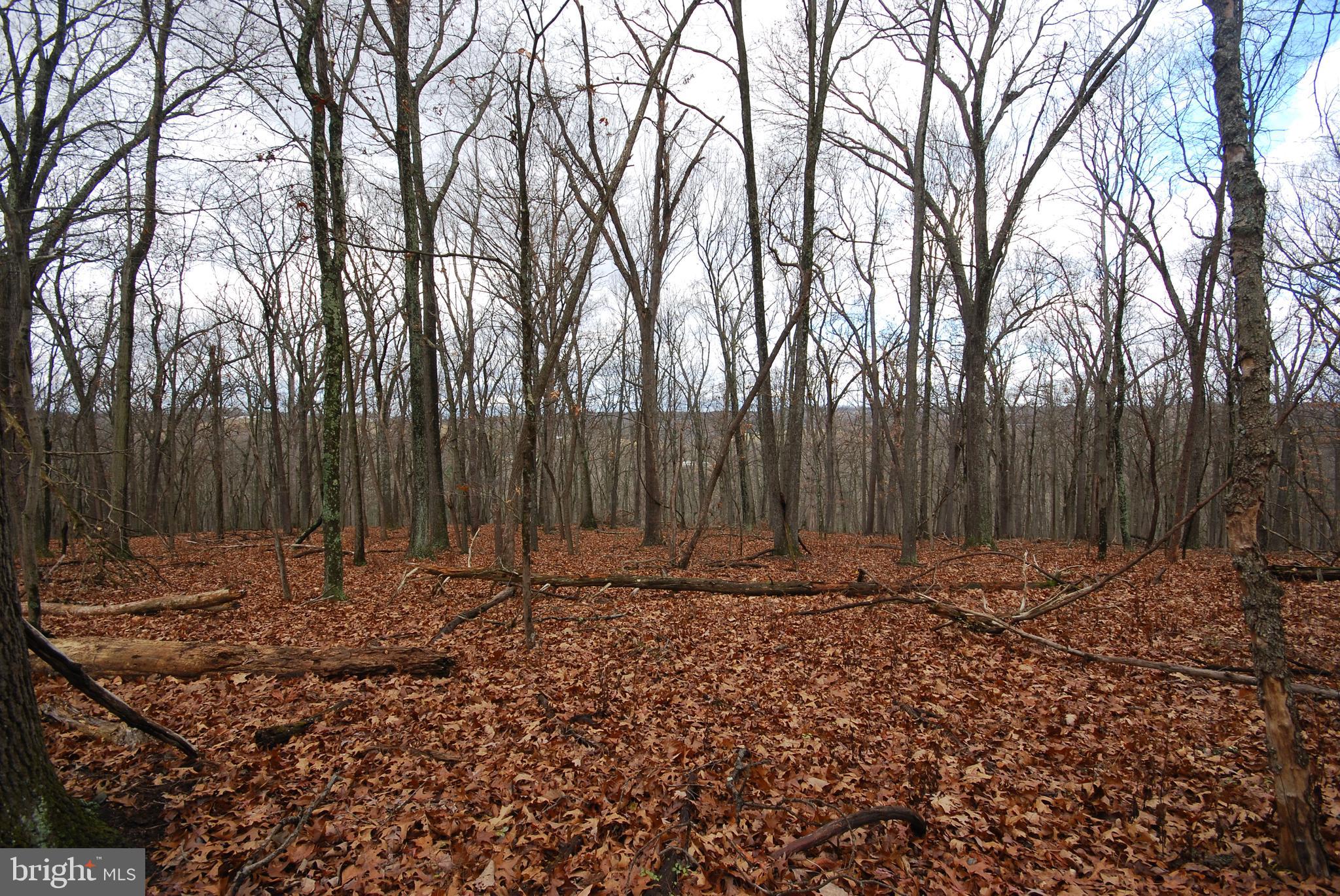 MILL MOUNTAIN ORCHARD - Land