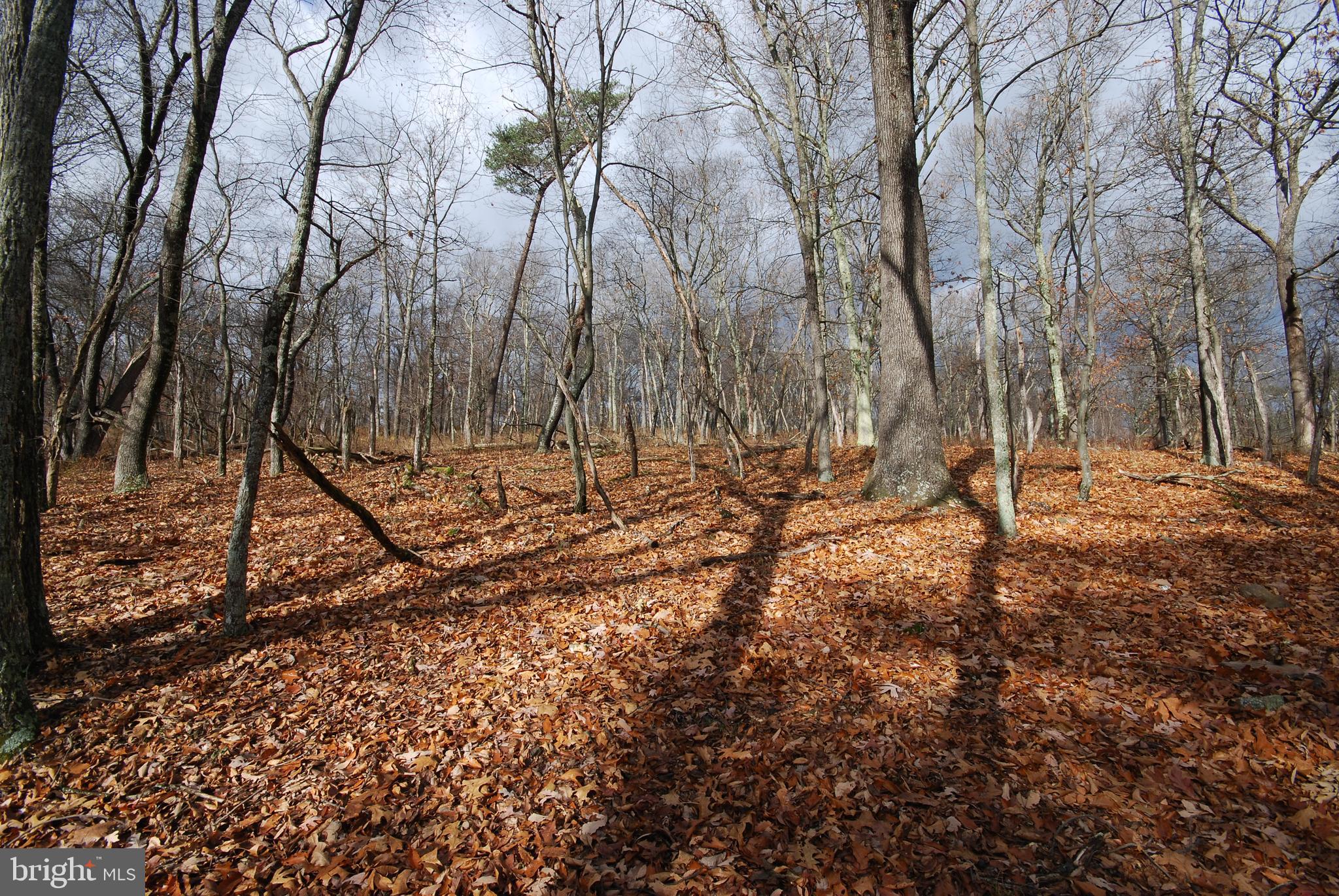 MILL MOUNTAIN ORCHARD - Land