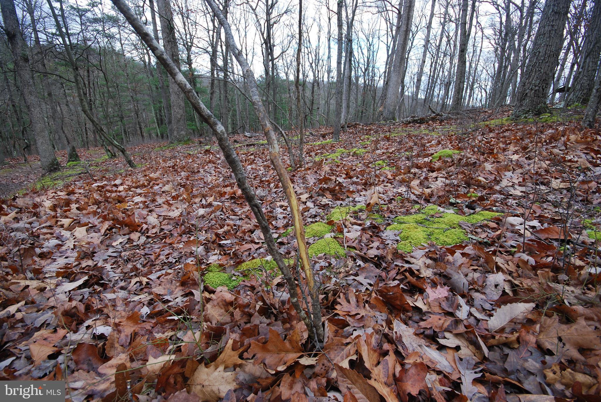 MILL MOUNTAIN ORCHARD - Land