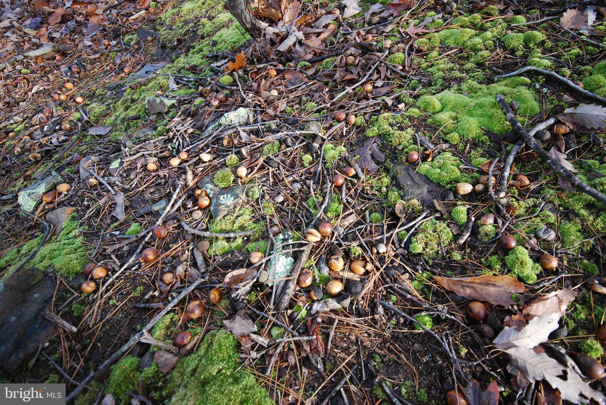 MILL MOUNTAIN ORCHARD - Land