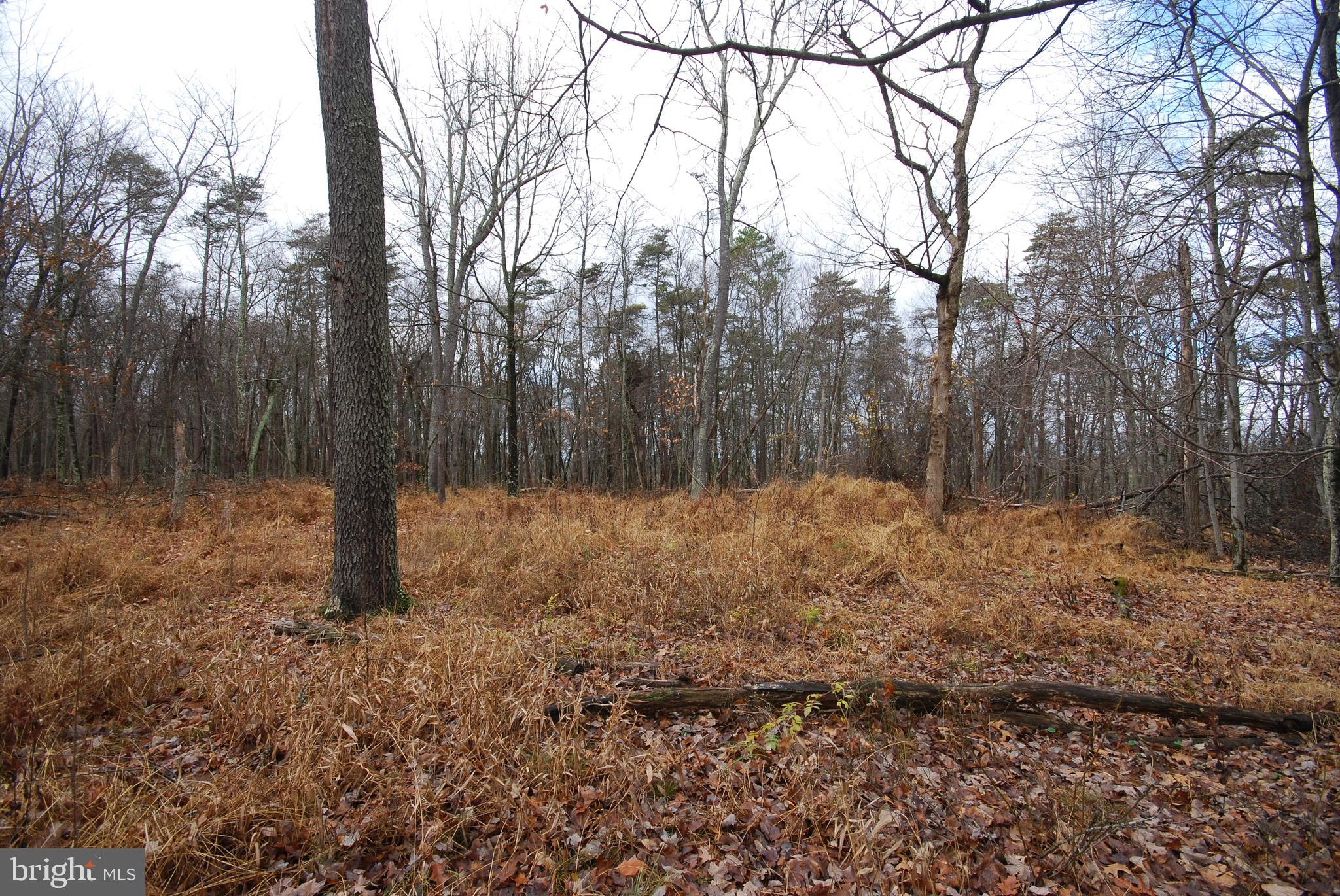 MILL MOUNTAIN ORCHARD - Land