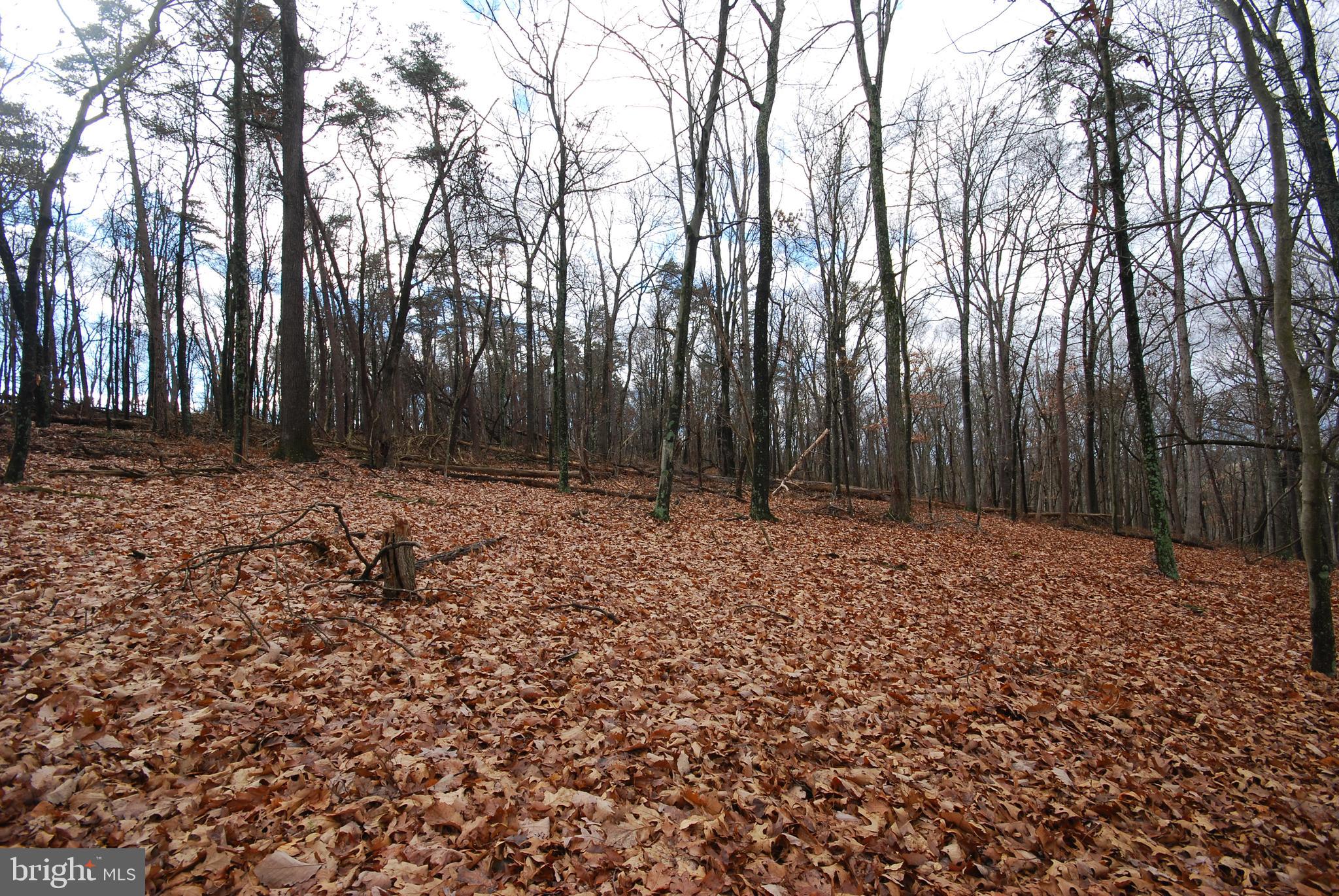 MILL MOUNTAIN ORCHARD - Land