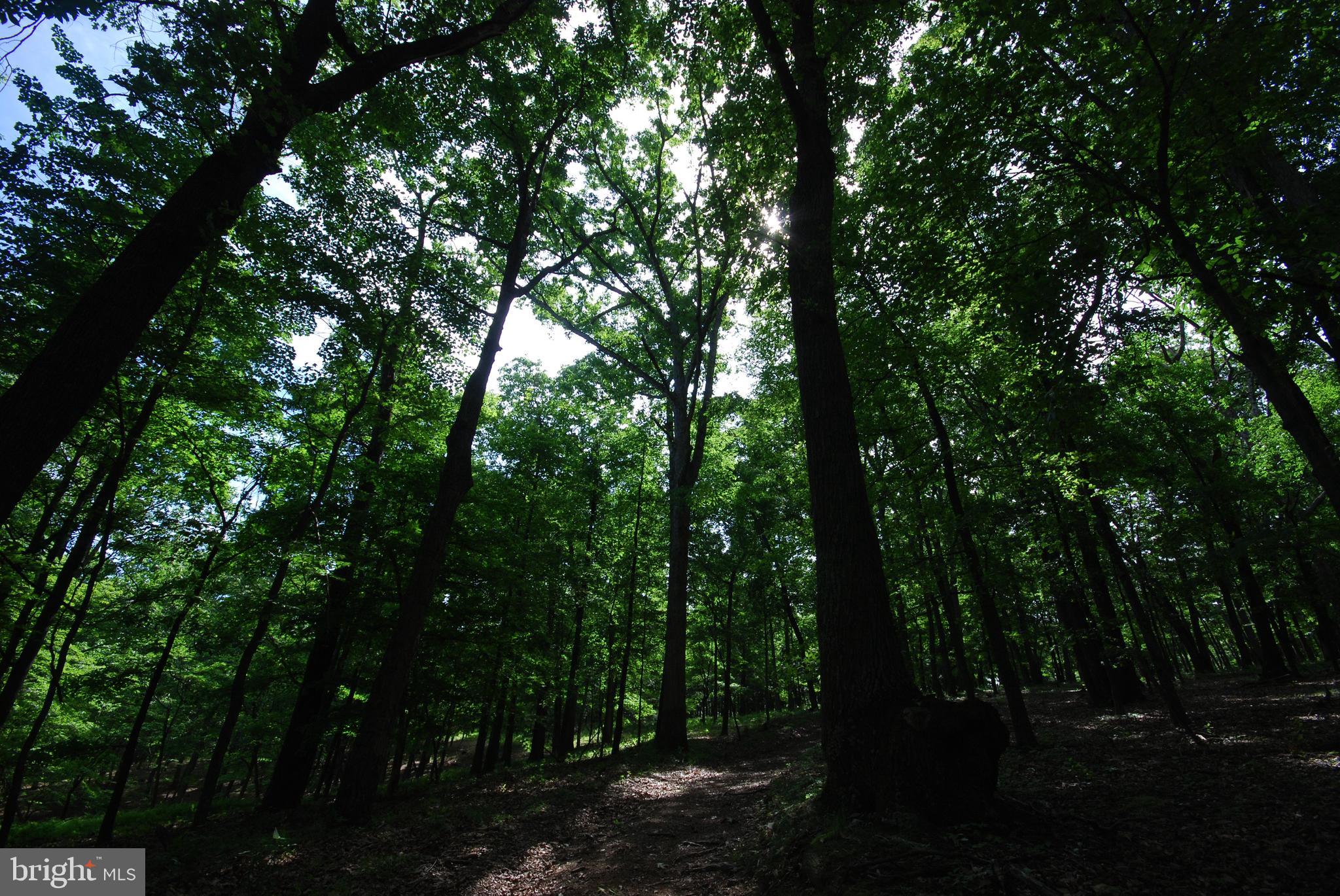 Lot 70 & 71 MILL MOUNTAIN ROAD