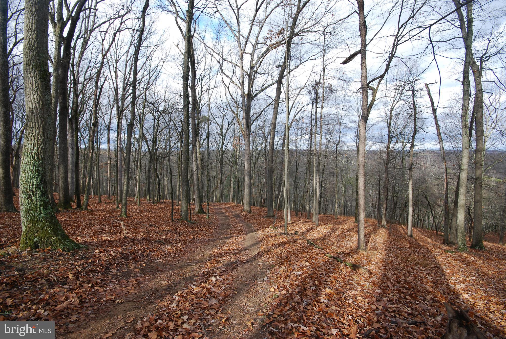 MILL MOUNTAIN ORCHARD - Land