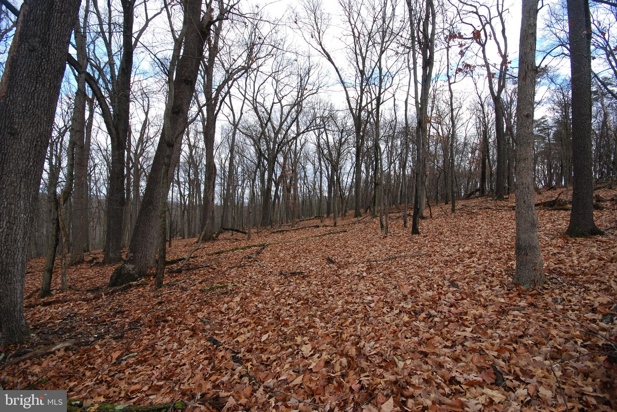 MILL MOUNTAIN ORCHARD - Land