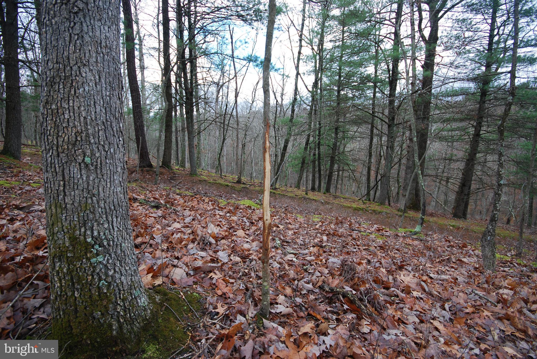 MILL MOUNTAIN ORCHARD - Land