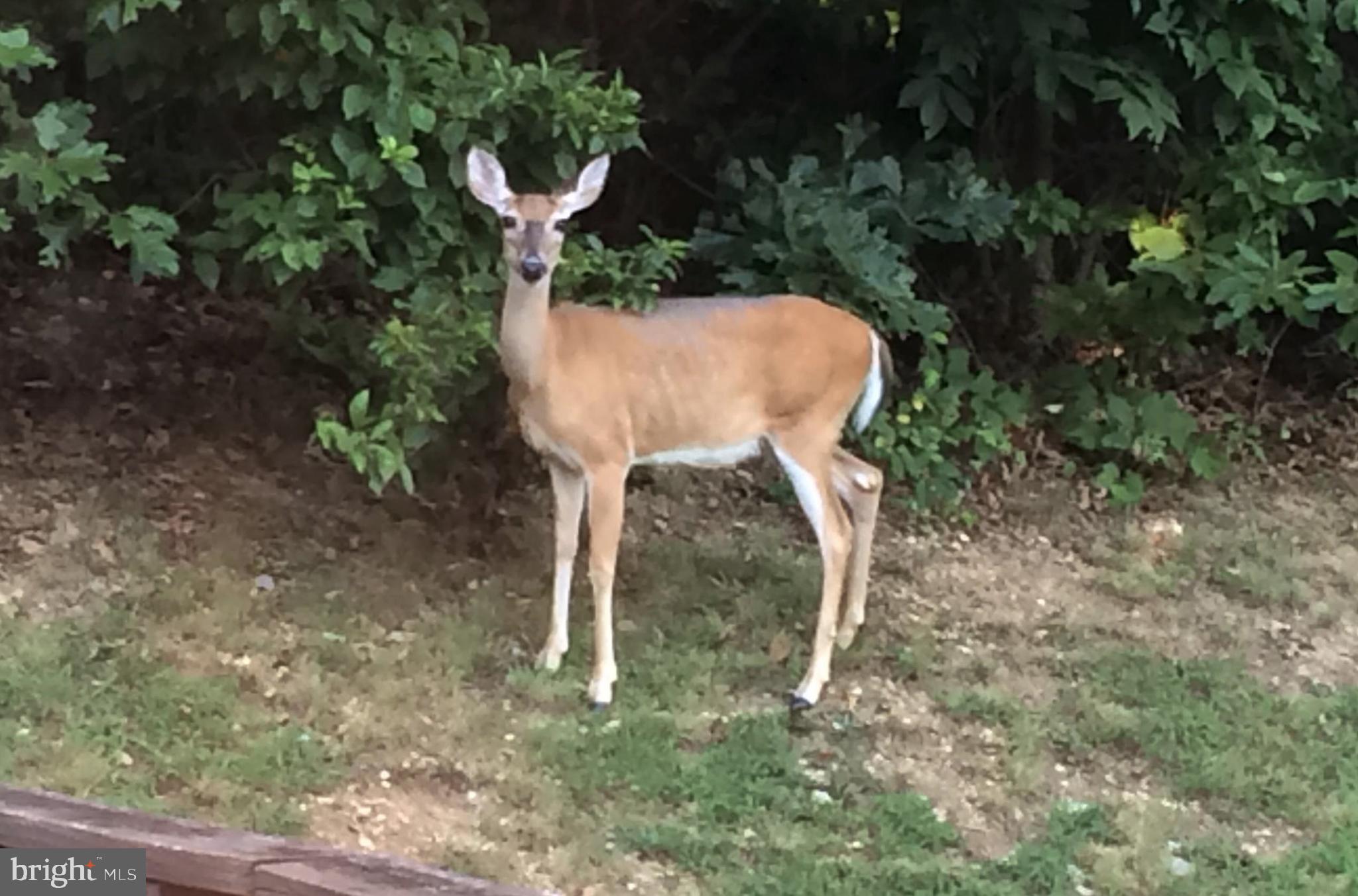 SPOTSWOOD NORTH - Residential