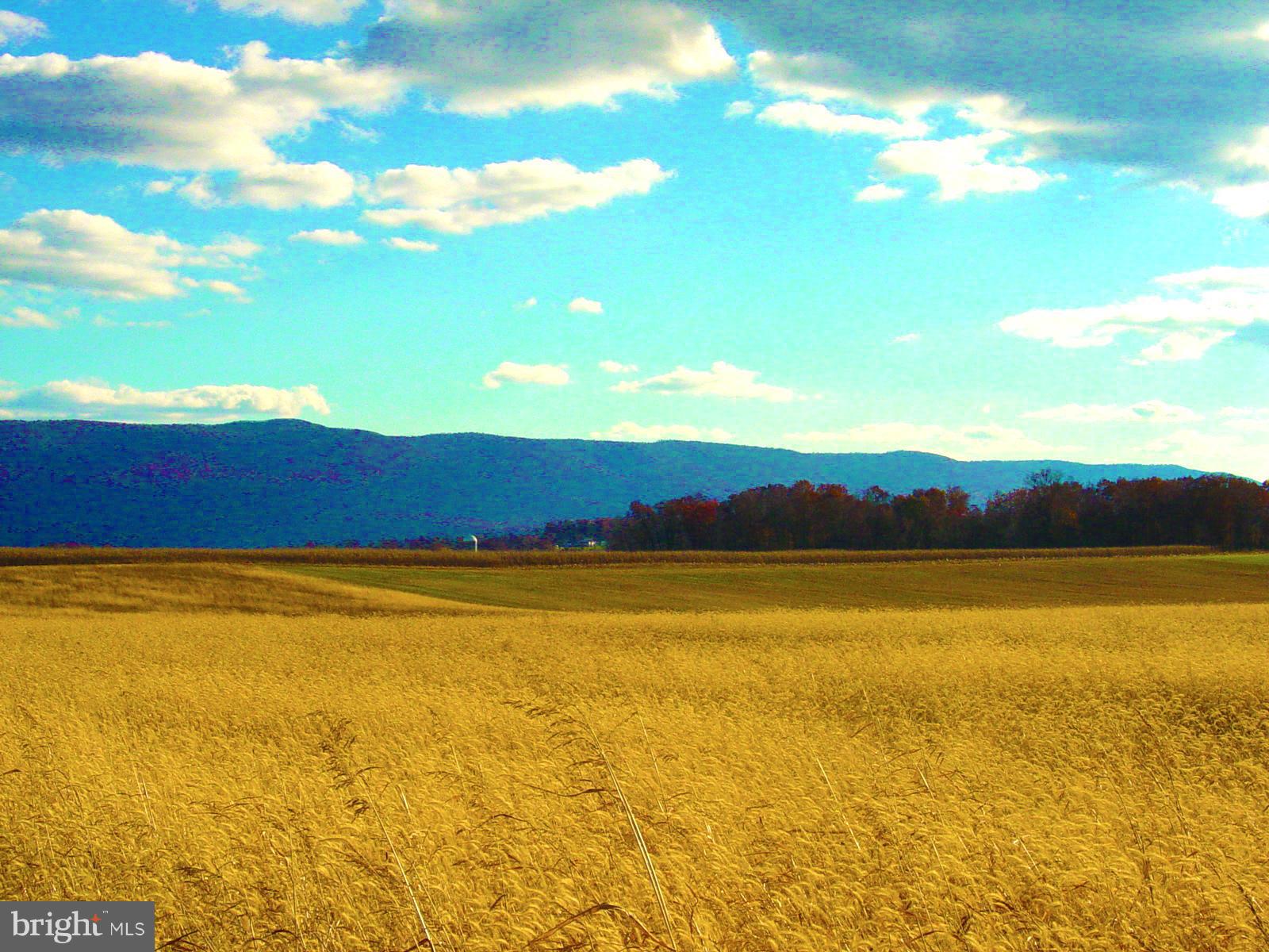 NONE AVAILABLE - Farm