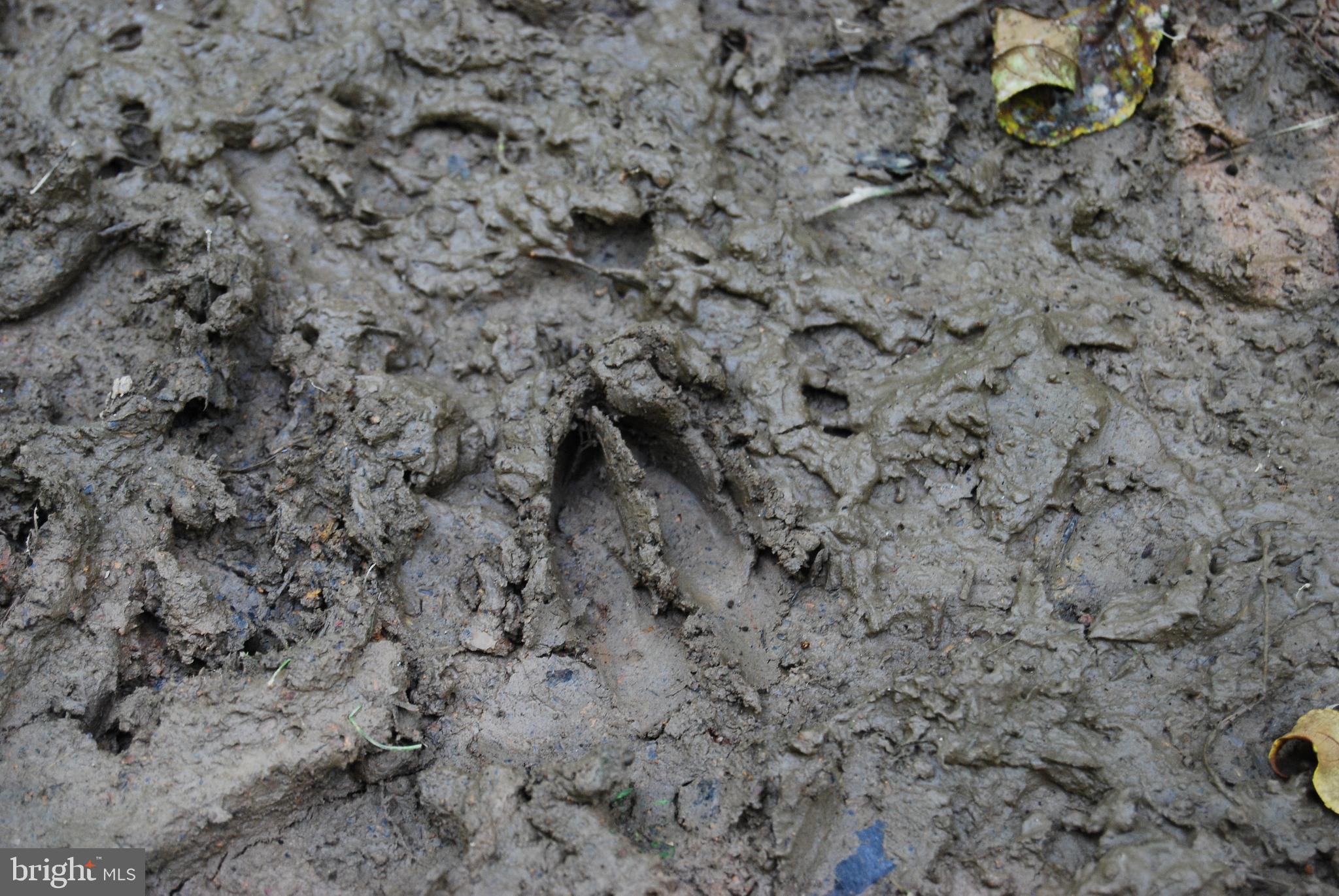 FOREST HEIGHTS - Residential